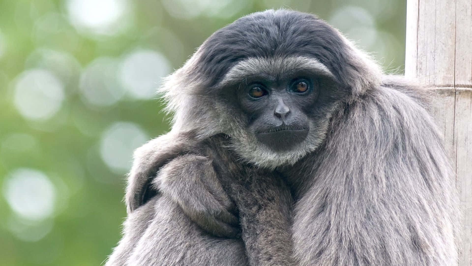 1080p Gibbon 桌布 壁紙 — 一隻灰毛長臂猿的特寫，擁有深邃的棕色眼睛，靠在一根木柱上，背景是模糊的綠色。
