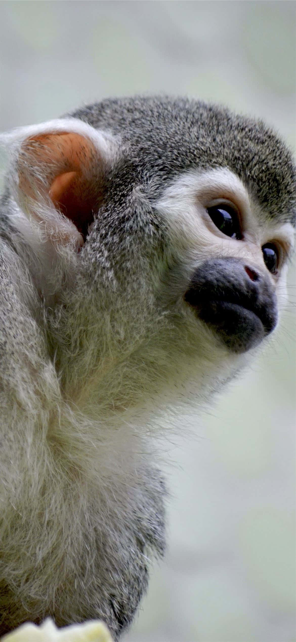 Android Gibbon 桌布 壁紙 — 一隻灰毛黑眼的松鼠猴特寫，在柔和模糊的背景前若有所思地凝視。