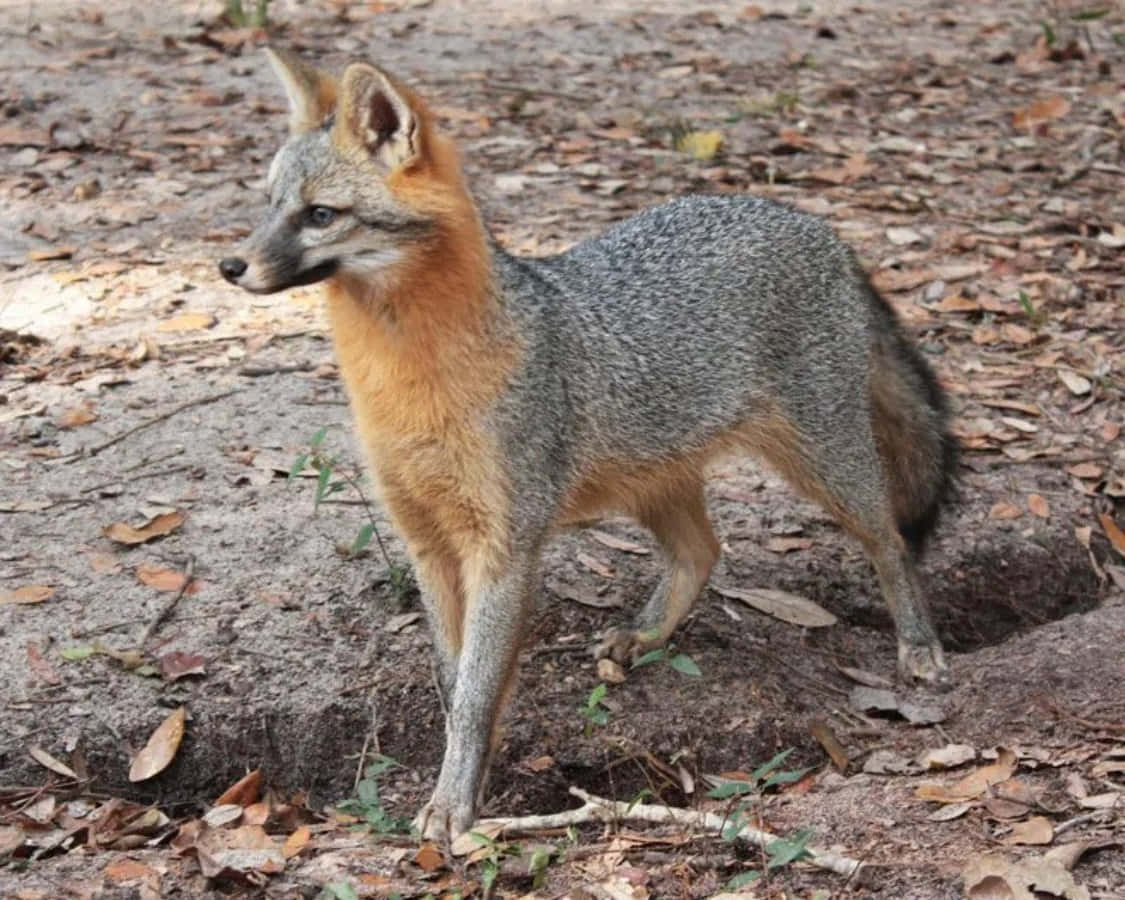 Gray Fox 桌布 壁紙 — 一隻灰狐，喉嚨橙色，在自然日光下警覺地站在佈滿樹葉的森林地面上。