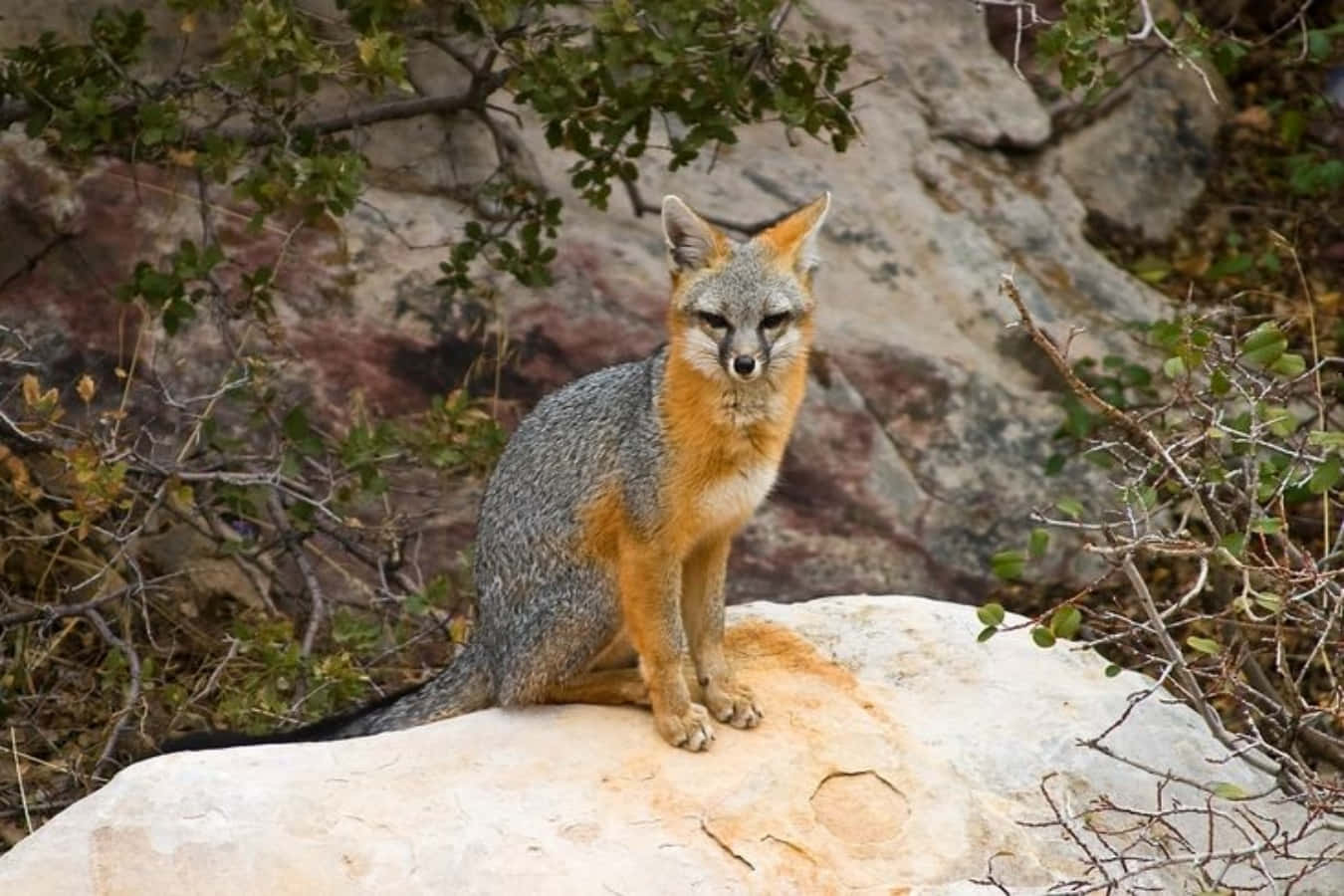 Gray Fox 桌布 壁紙 — 一隻灰狐，胸部及耳朵呈橙色，警覺地坐在陽光照射的岩石上，四周環繞著綠色灌木和崎嶇地形。