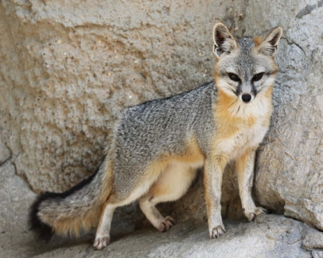Gray Fox 桌布 壁紙 — 一隻灰狐，腹部橙色，在自然日光下警覺地站在有紋理的岩石牆前。