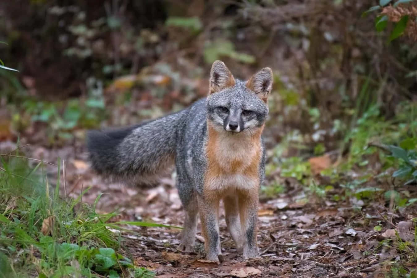 Gray Fox 桌布 壁紙 — 一隻灰狐在佈滿綠葉和斑駁陽光的森林小徑上警覺地站立。