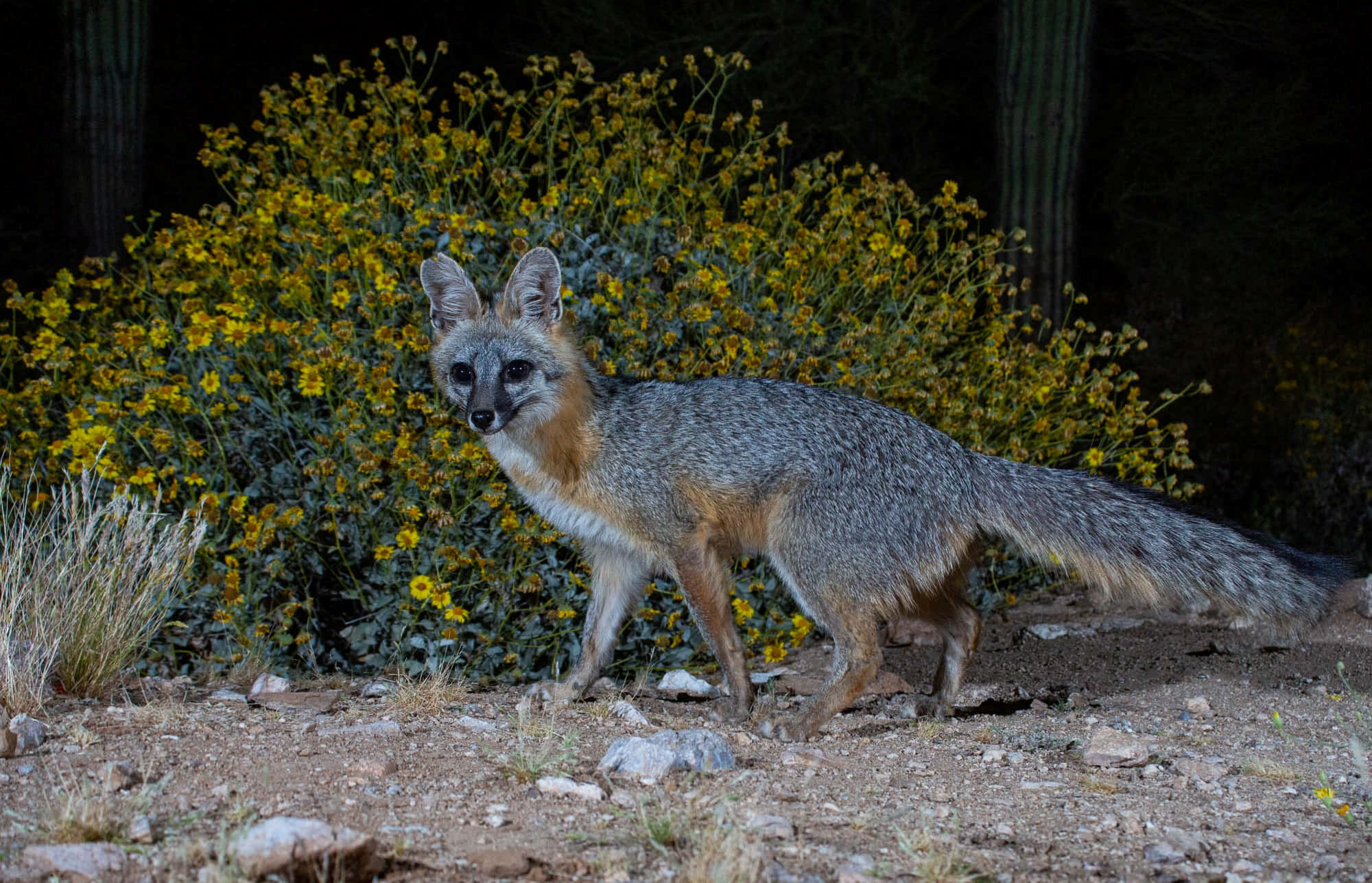 Gray Fox 桌布 壁紙 — 一隻灰狐在夜間沙漠燈光下警覺地站在鮮豔的黃色開花灌木前。