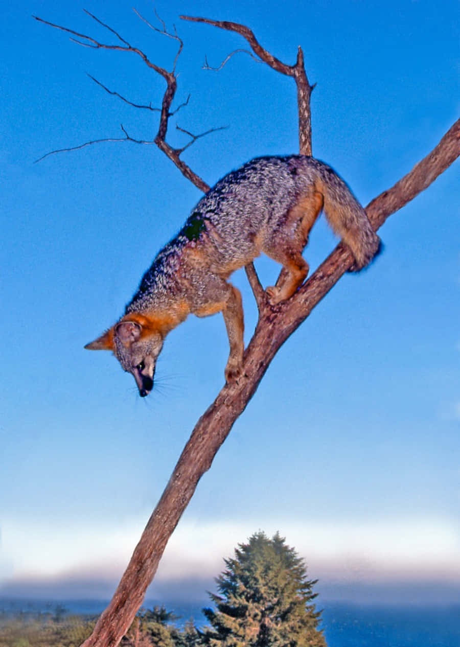 Gray Fox 桌布 壁紙 — 一隻灰狐在晴朗的藍天下攀爬光禿的樹枝，遠方有樹木和薄霧。