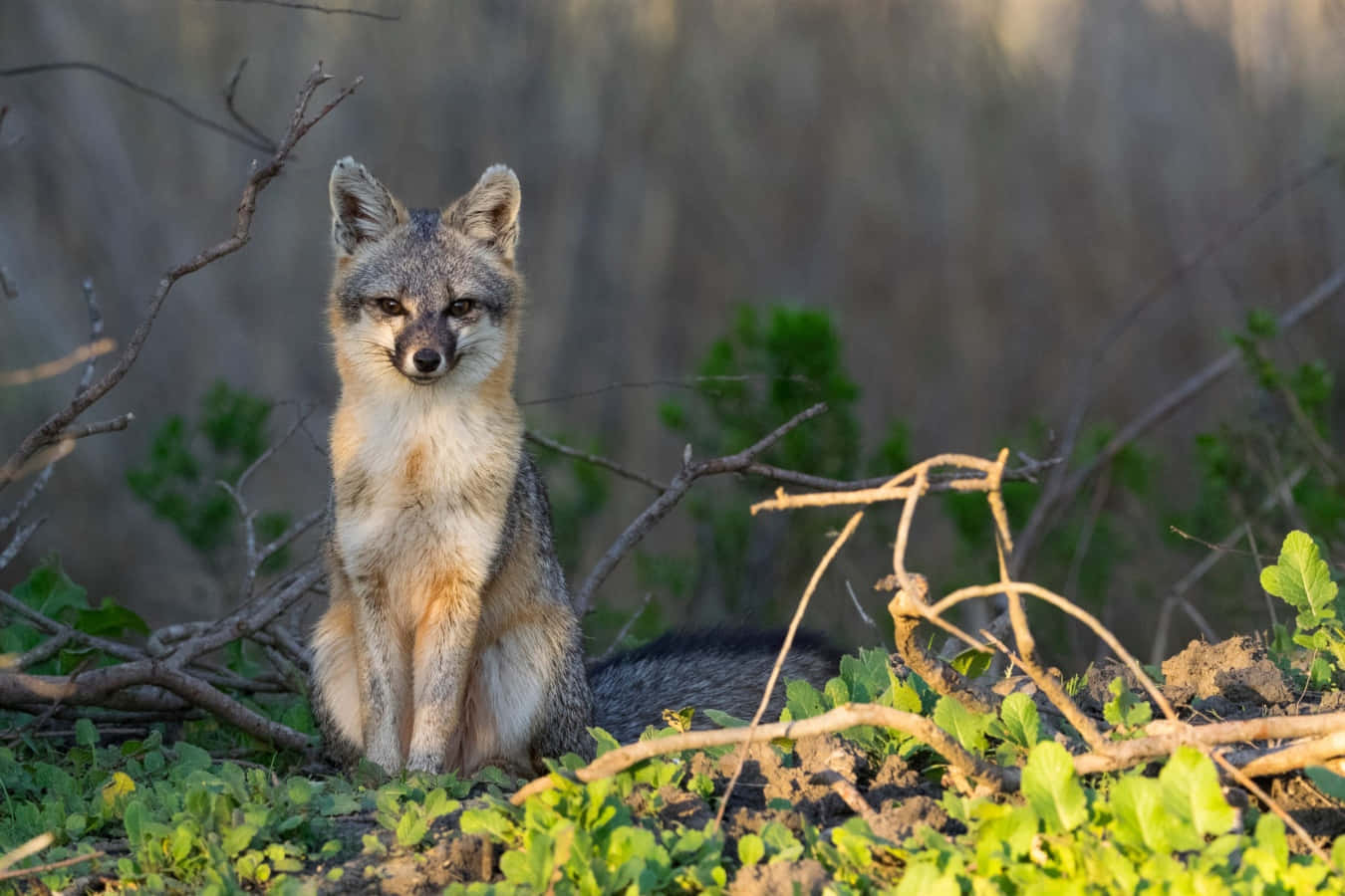 Gray Fox 桌布 壁紙 — 一隻灰狐在陽光明媚的自然環境中，警覺地坐在綠色樹葉和光禿禿的樹枝之間。