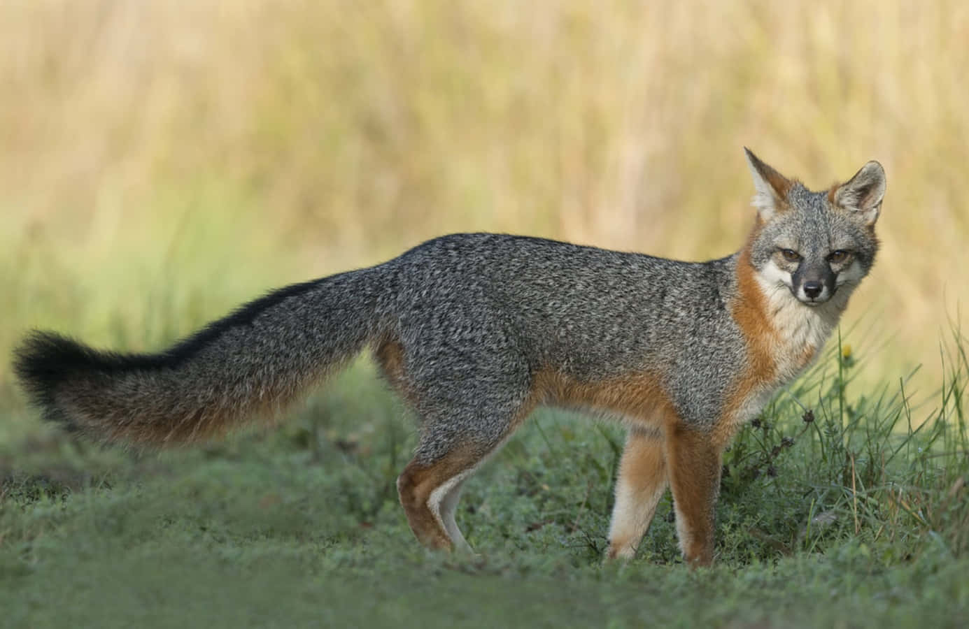 Gray Fox 桌布 壁紙 — 一隻灰狐在陽光照耀的草地上警覺地站立，背景是模糊的金色。