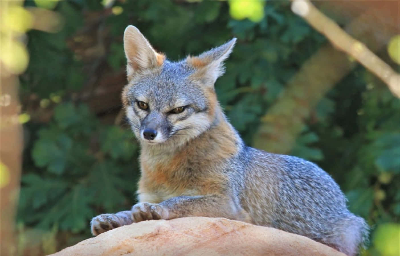 Gray Fox 桌布 壁紙 — 一隻灰狐琥珀色的眼睛警覺地休息在陽光照射的岩石上，周圍環繞著茂密的綠色樹葉。
