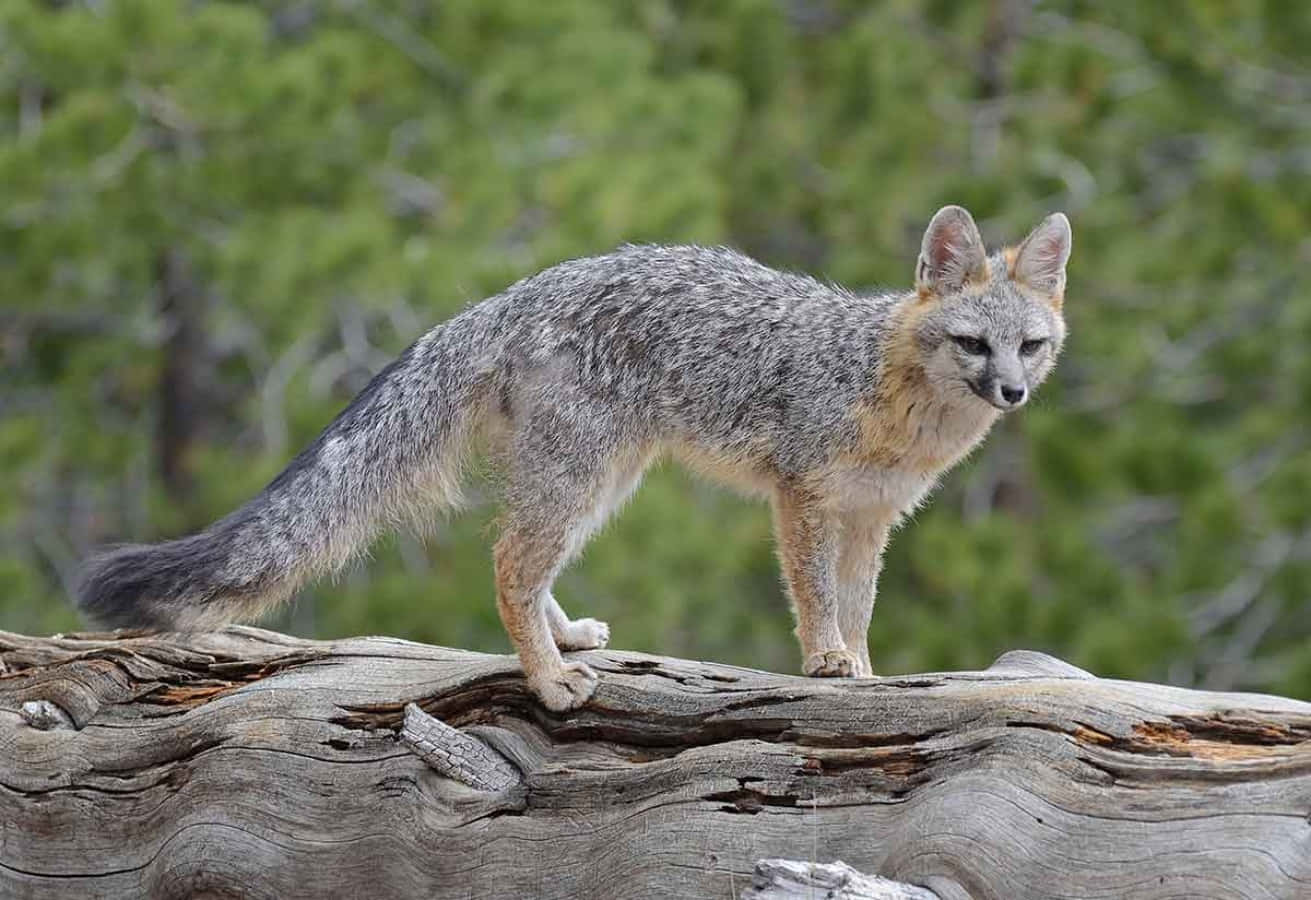 Gray Fox 桌布 壁紙 — 一隻灰狐警覺地站在一根風化的木頭上，周圍是茂密的綠樹。