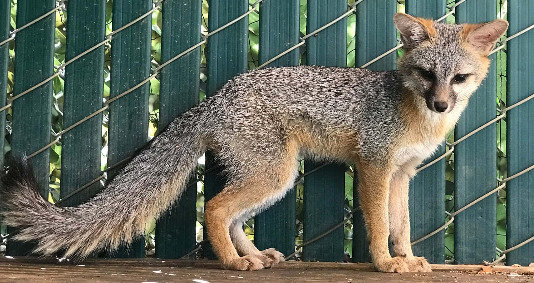 Gray Fox 桌布 壁紙 — 一隻灰狐警覺地站在木質表面上，背後是綠色鐵絲網圍欄和茂密的樹葉。