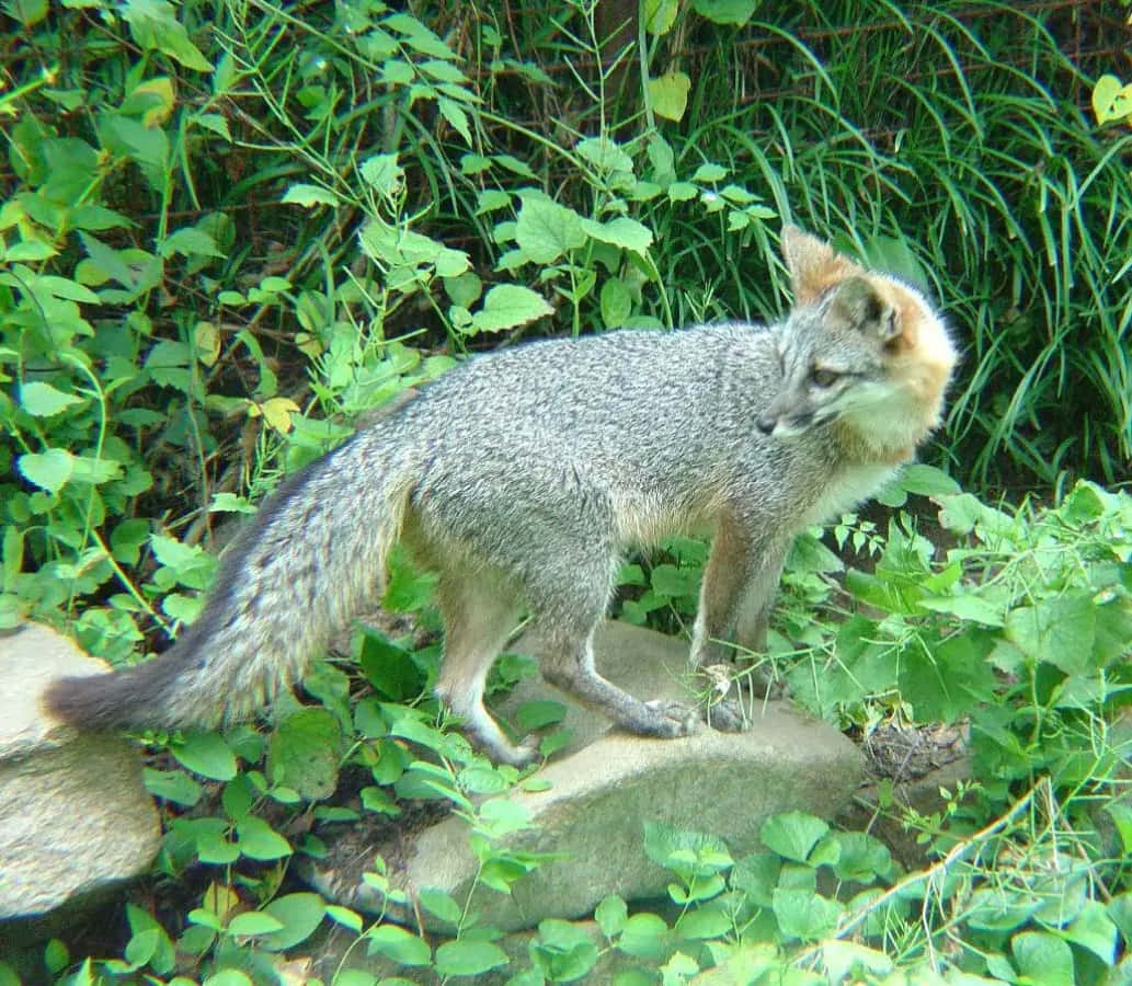 Gray Fox 桌布 壁紙 — 一隻灰狐警覺地站在長滿苔蘚的石頭上，周圍是陽光普照的森林中茂密的綠色樹葉。