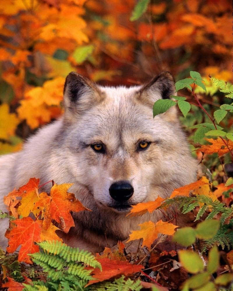 Wolf In Autumn 桌布 壁紙 — 一隻灰狼，有著銳利的琥珀色眼睛，在森林中鮮豔的橙色和綠色秋葉間休息。