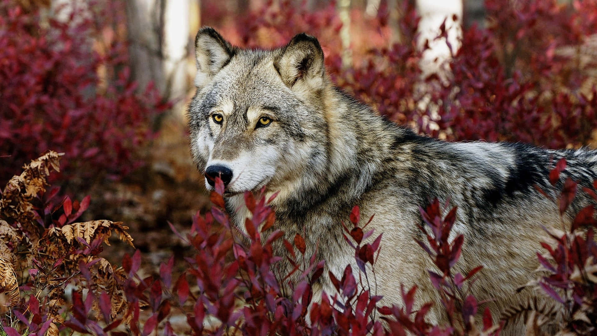 Wolf Photography 桌布 壁紙 — 一隻灰狼，有著銳利的黃色眼睛，在森林中鮮紅的秋葉間警覺地站立。