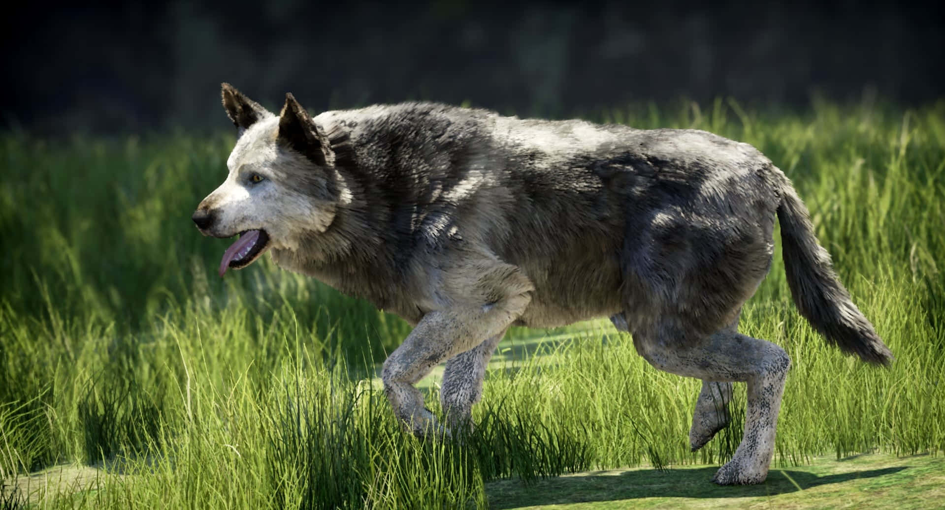 Wolf Attack 桌布 壁紙 — 一隻灰狼，藍眼睛，在陽光明媚的田野中穿過高高的綠草奔跑。