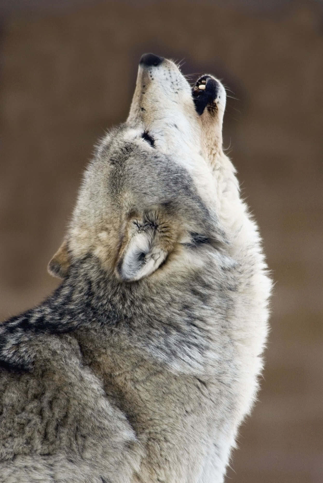 Howling Wolf 桌布 壁紙 — 一隻灰狼仰頭嚎叫的特寫，頭部向後傾斜，背景模糊帶泥土色調。