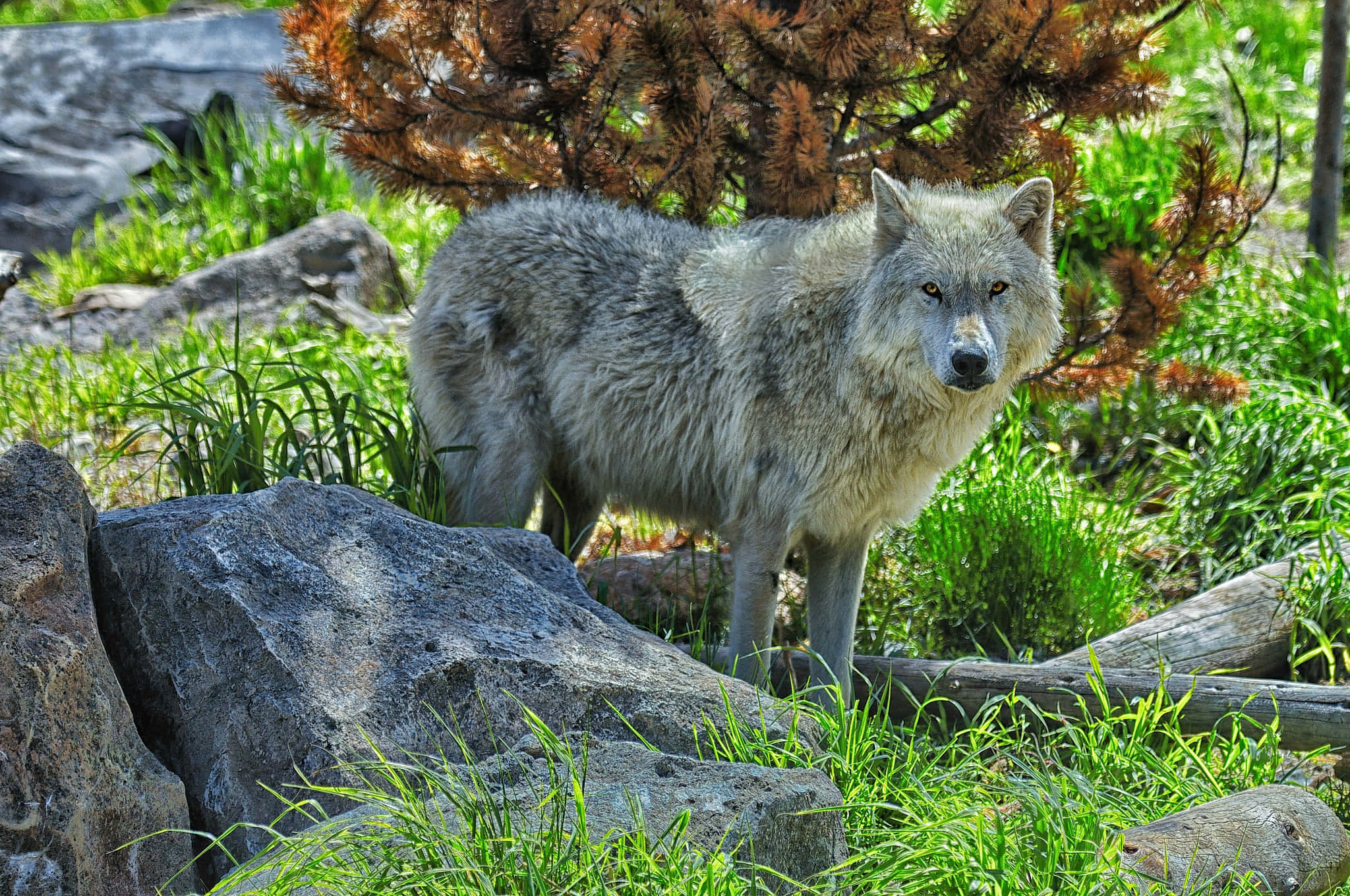 Wolf In Summer 桌布 壁紙 — 一隻灰狼在岩石和綠草之間警覺地站著，背後有松樹，在明亮的陽光下。