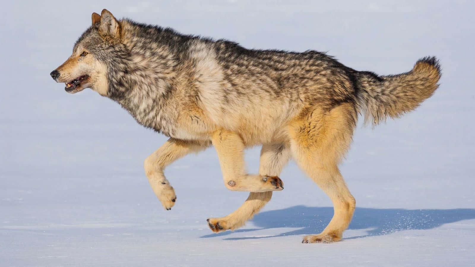 Gray Wolf 桌布 壁紙 — 一隻灰狼在廣闊的雪原上奔跑，爪子從白色地面抬起。