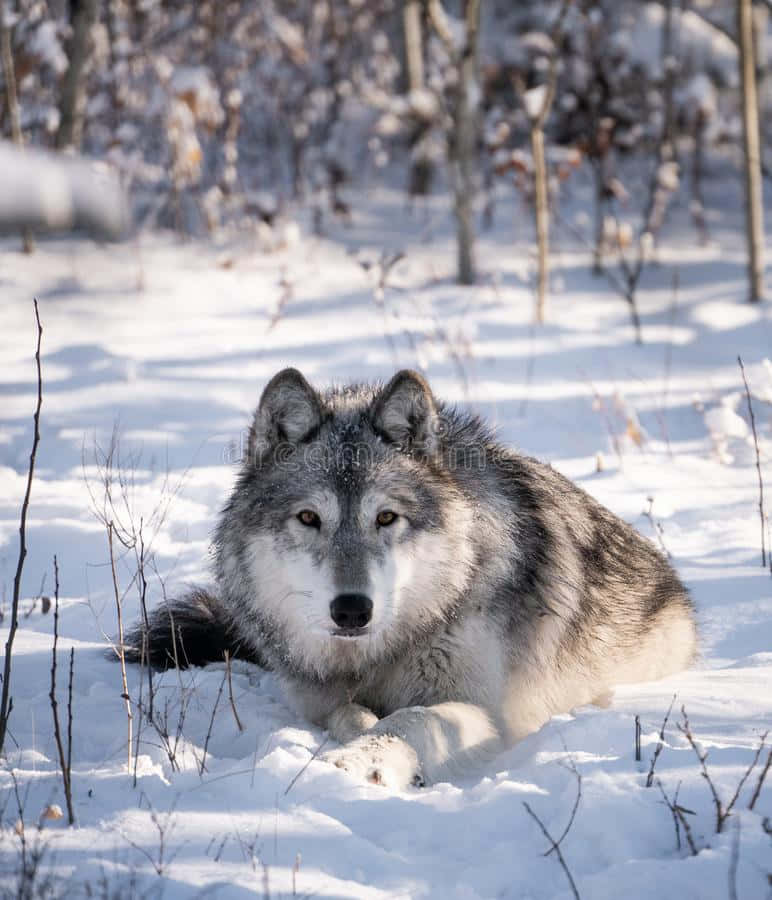 Beautiful Wolf 桌布 壁紙 — 一隻灰狼在明亮的陽光下，在光禿禿的冬季樹木之間的深雪中警覺地休息。