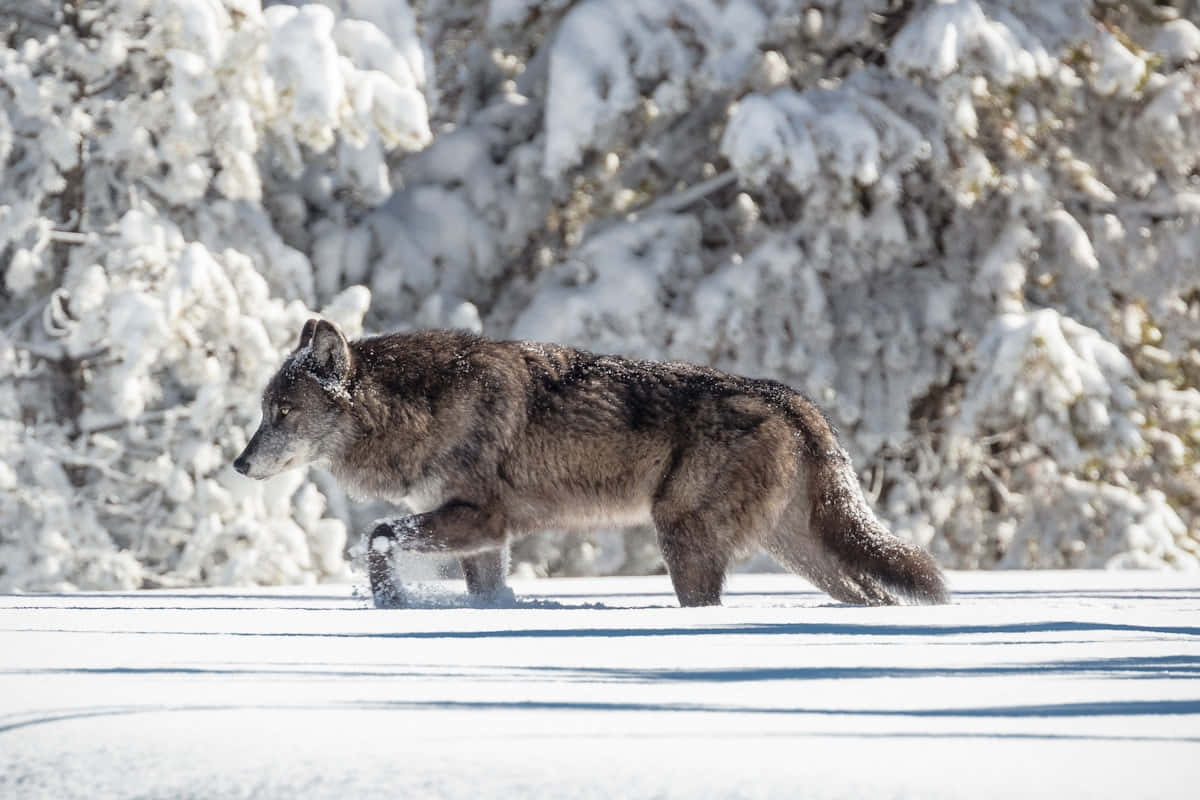 Hunting Wolves 桌布 壁紙 — 一隻灰狼在明亮的陽光下，穿過雪松旁邊的深雪中行走。