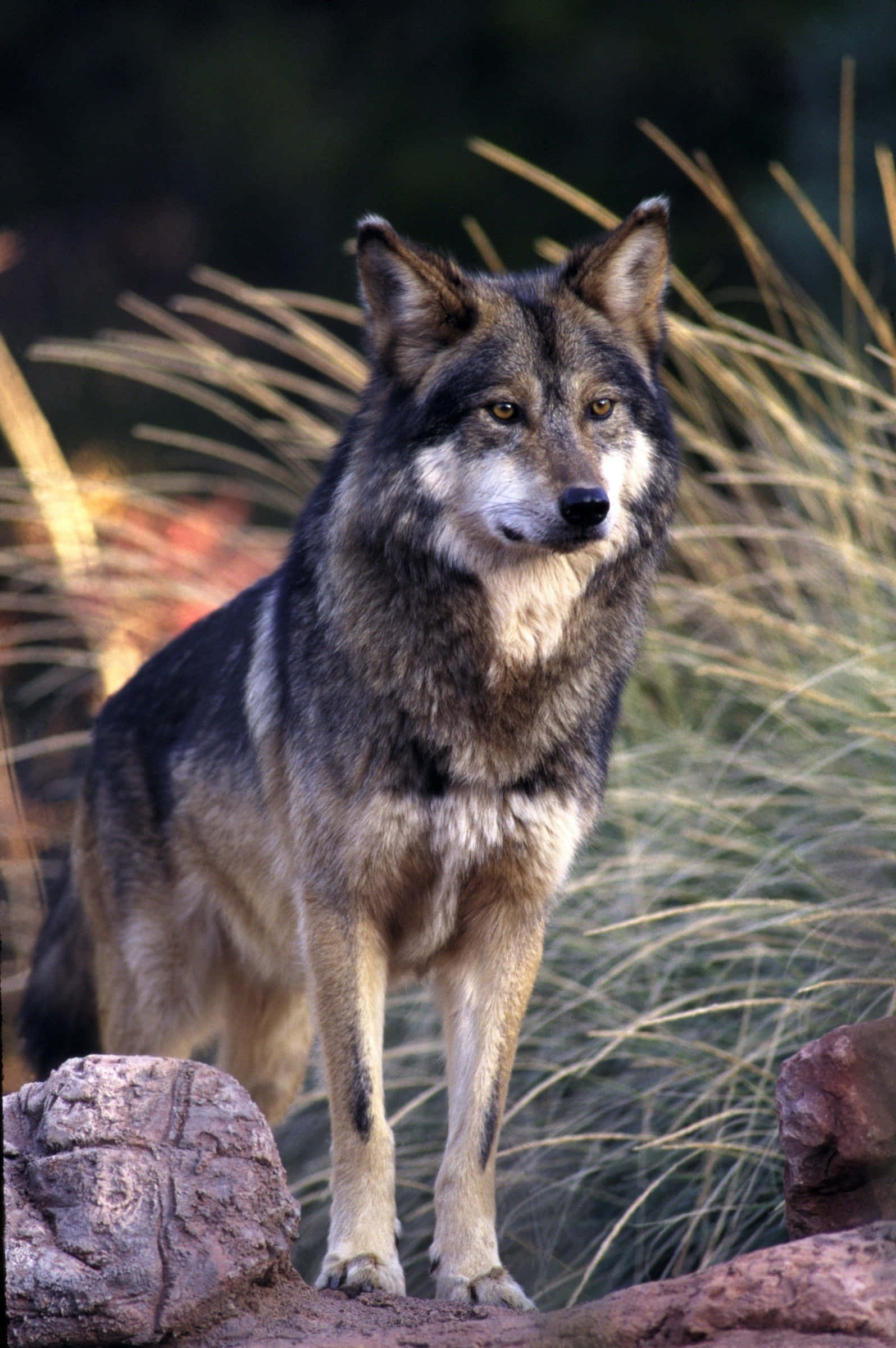 Mexican Wolf 桌布 壁紙 — 一隻灰狼在柔和的自然光下，於被高大金色草叢環繞的岩石地形上警覺地站立。
