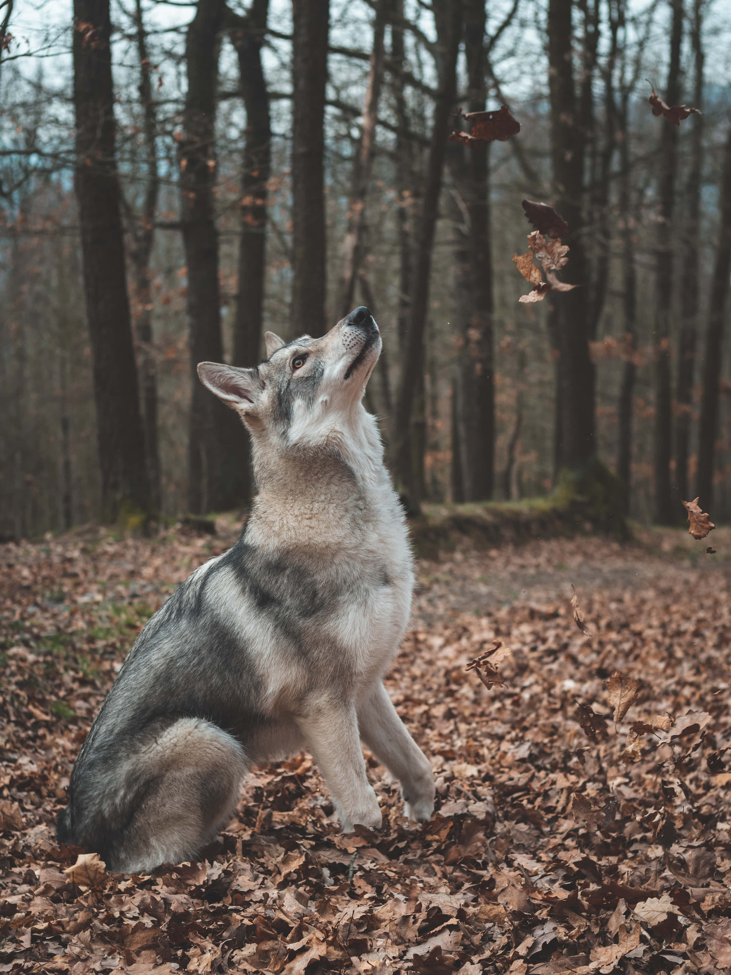 Lone Wolf 桌布 壁紙 — 一隻灰狼在森林中警覺地坐著，秋葉在霧氣瀰漫、寧靜的林間場景中圍繞它旋轉。