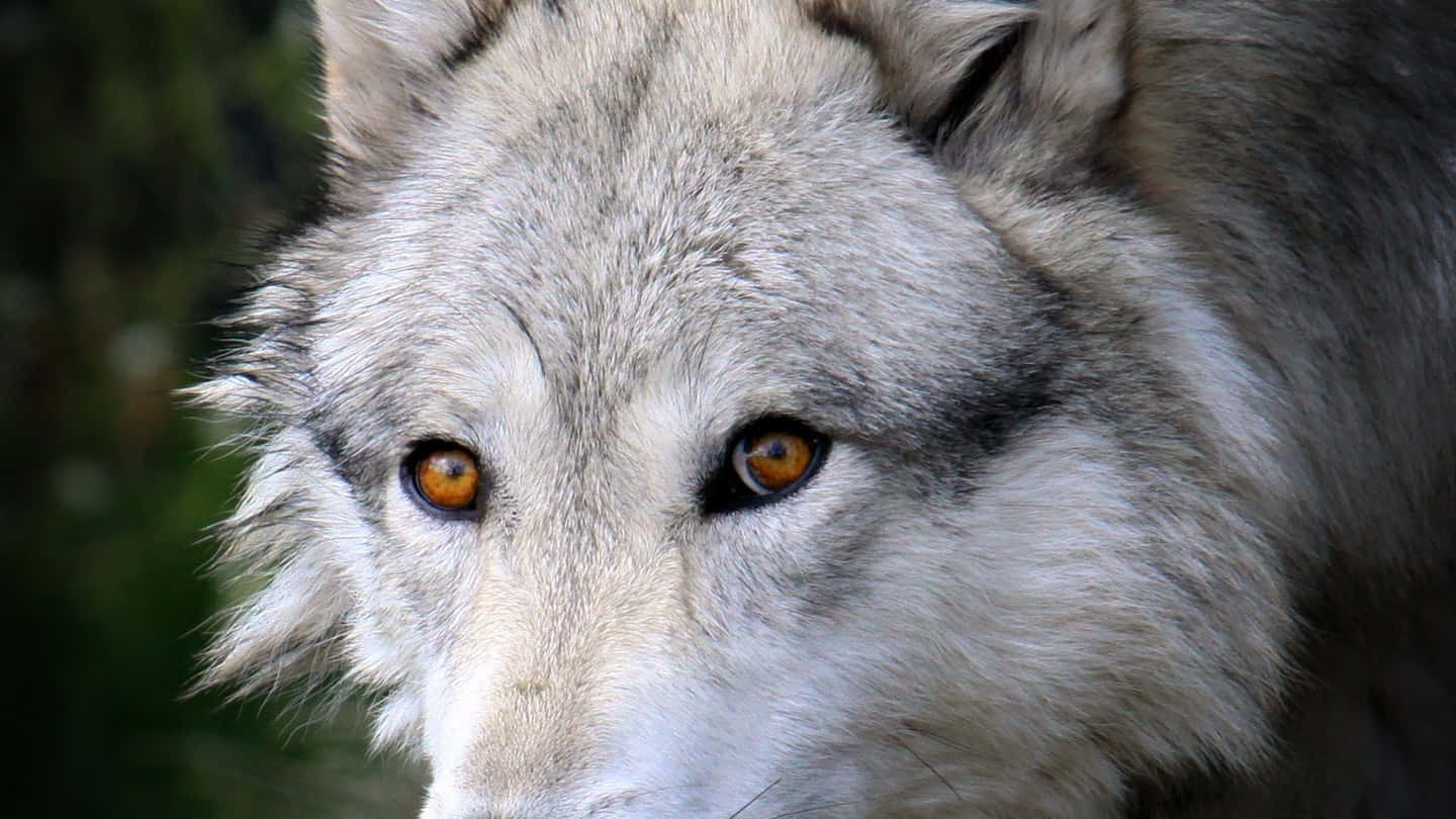 Wolf Eyes 桌布 壁紙 — 一隻灰狼在模糊的森林背景下，其強烈的琥珀色眼睛和蓬鬆毛髮的特寫。