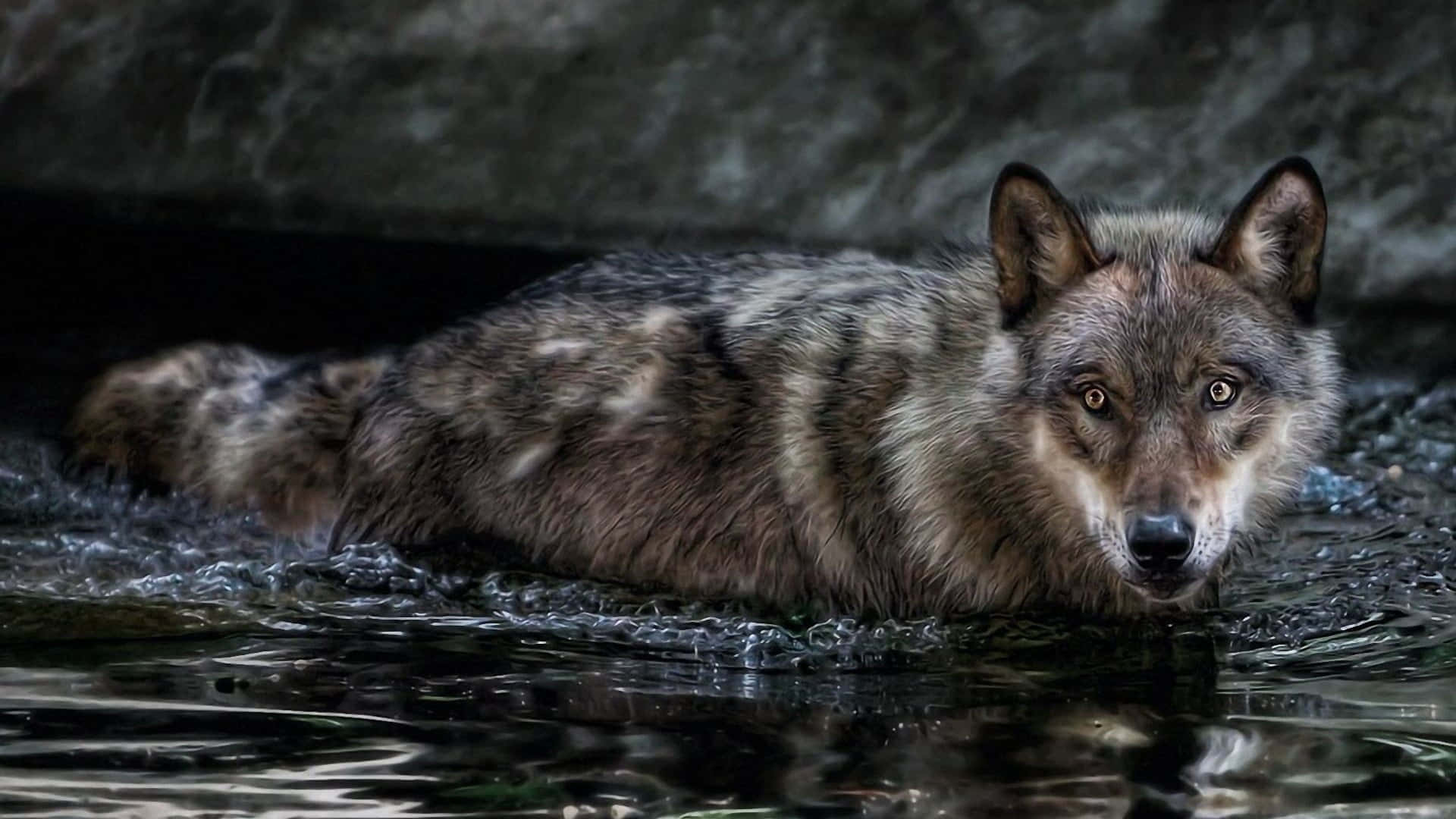 Wolf In Water 桌布 壁紙 — 一隻灰狼在淺水中休息，濕漉漉的毛髮和琥珀色的眼睛在黑暗的岩石背景下專注地凝視。