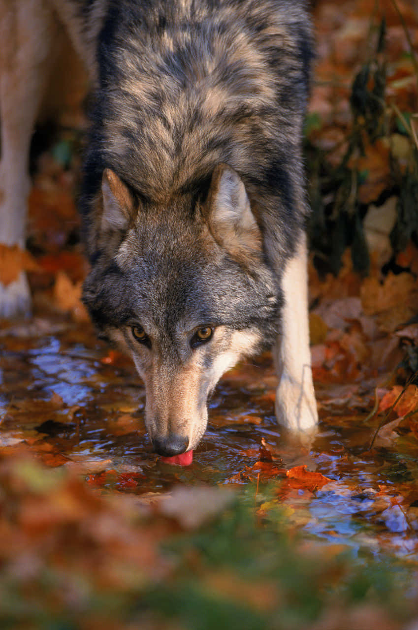 Wolf In Autumn 桌布 壁紙 — 一隻灰狼在淺溪邊飲水，周圍是掉落的秋葉。