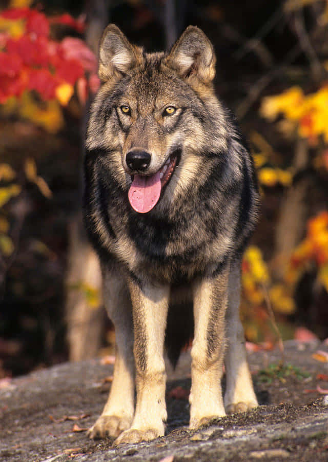 Wolf In Autumn 桌布 壁紙 — 一隻灰狼在溫暖陽光下，警覺地站在被鮮豔秋葉環繞的岩石露頭上。