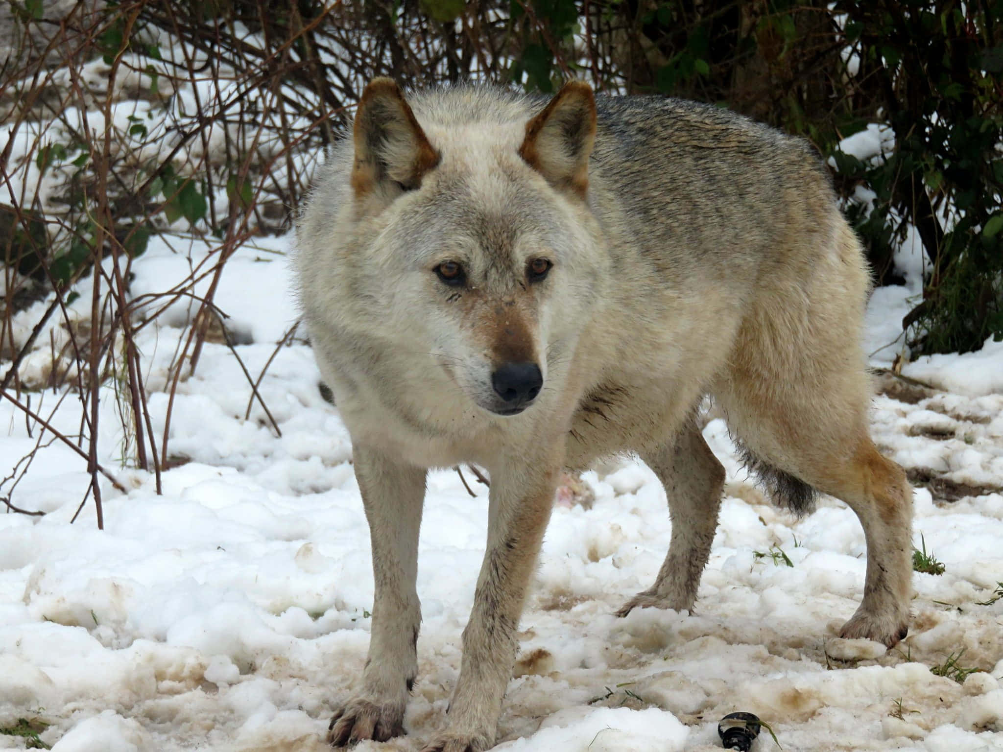 Wolf In Forest 桌布 壁紙 — 一隻灰狼在白雪覆蓋的森林空地中警覺地站立，背景有光禿的樹枝和綠葉。