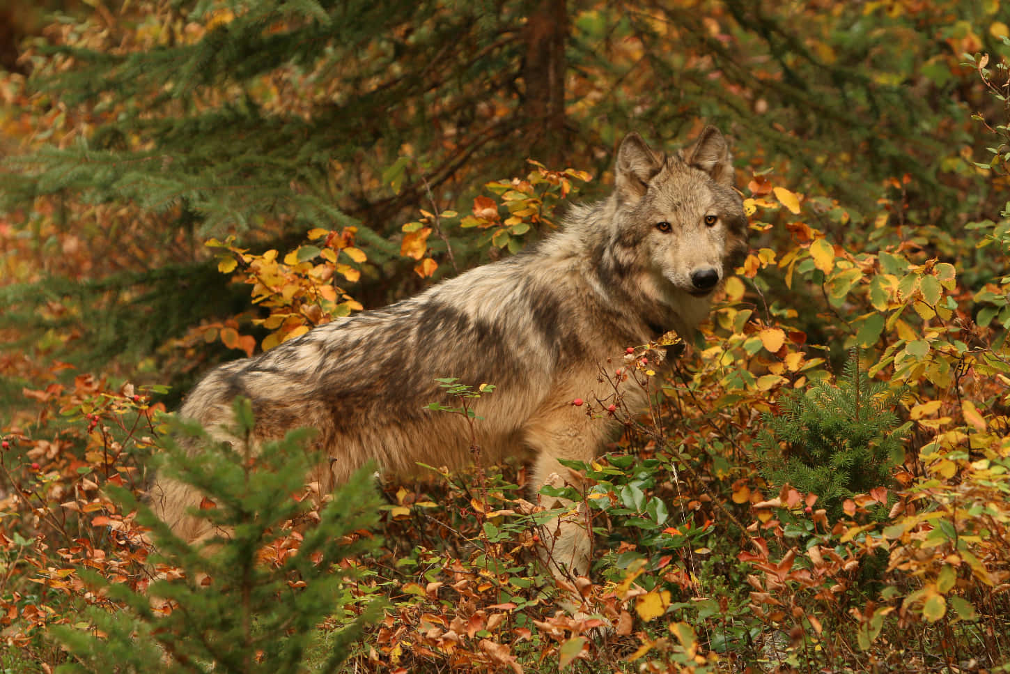 Wolf In Autumn 桌布 壁紙 — 一隻灰狼在秋天的樹葉中保持警覺，周圍有金色的葉子和常綠樹木。