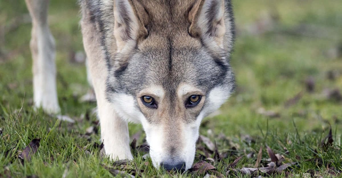 wolfdog 桌布 壁紙 — 一隻灰狼在自然戶外環境中嗅草的特寫，帶有強烈的琥珀色眼睛。