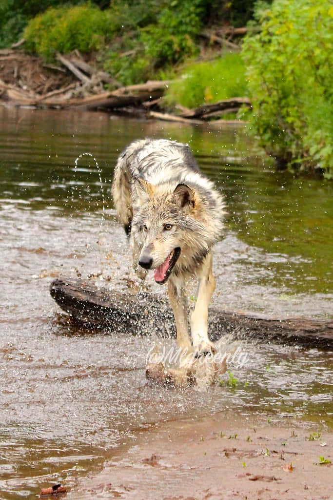 Wolf In Water 桌布 壁紙 — 一隻灰狼在茂密的綠色森林中濺起淺水，跨過一根木頭。