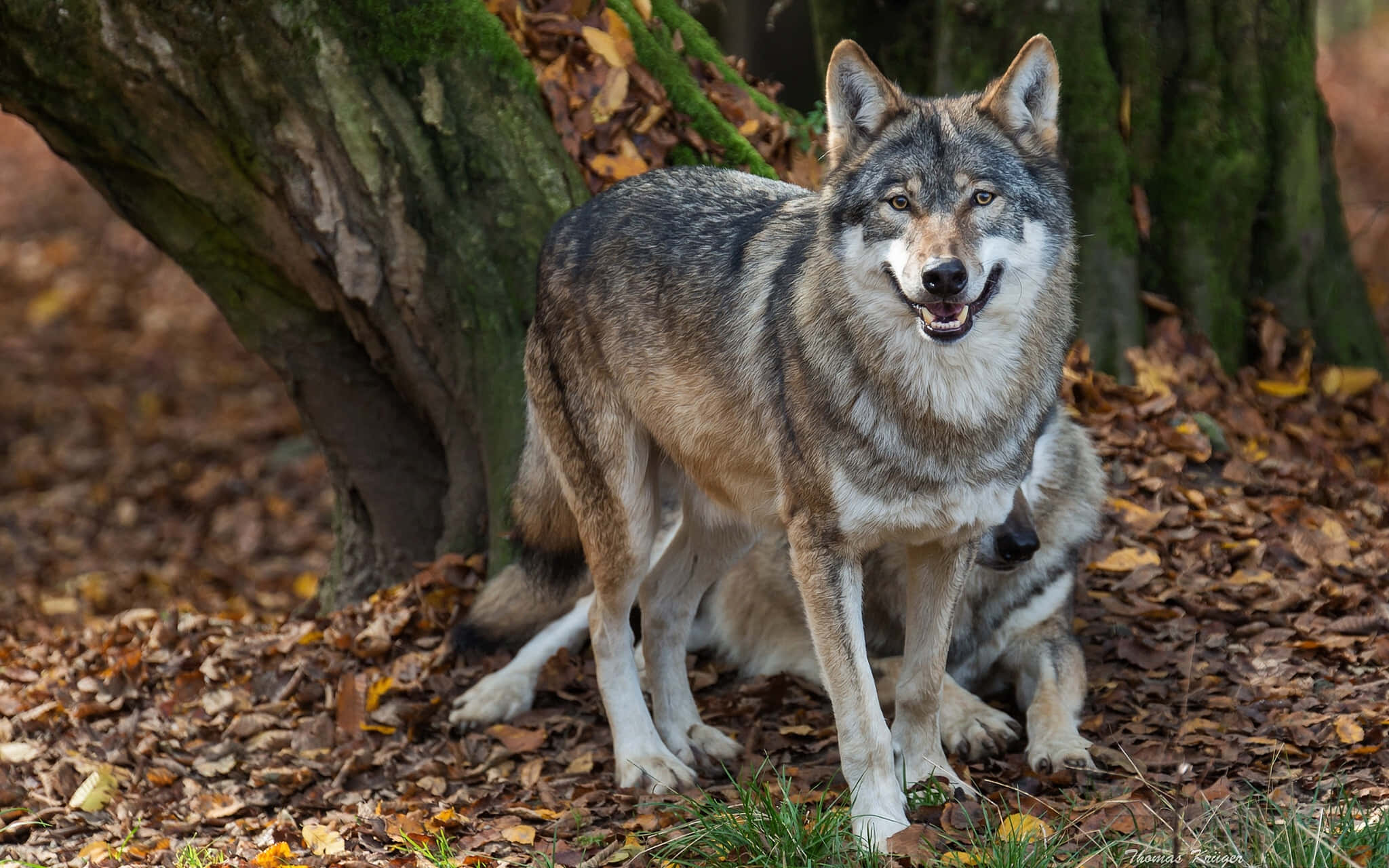 Wolf In Autumn 桌布 壁紙 — 一隻灰狼在長滿苔蘚的樹木下，於落下的秋葉中警覺地站在森林裡。