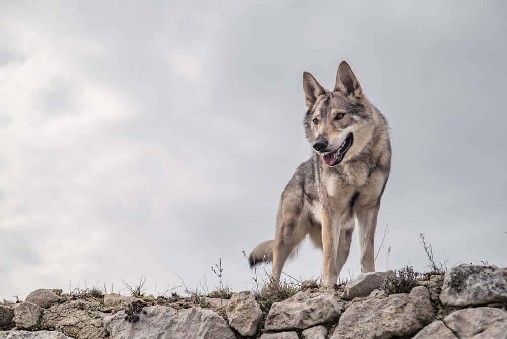 wolfdog 桌布 壁紙 — 一隻灰狼在陰天的岩石山頂上警覺地站著，腳下有草和石頭。