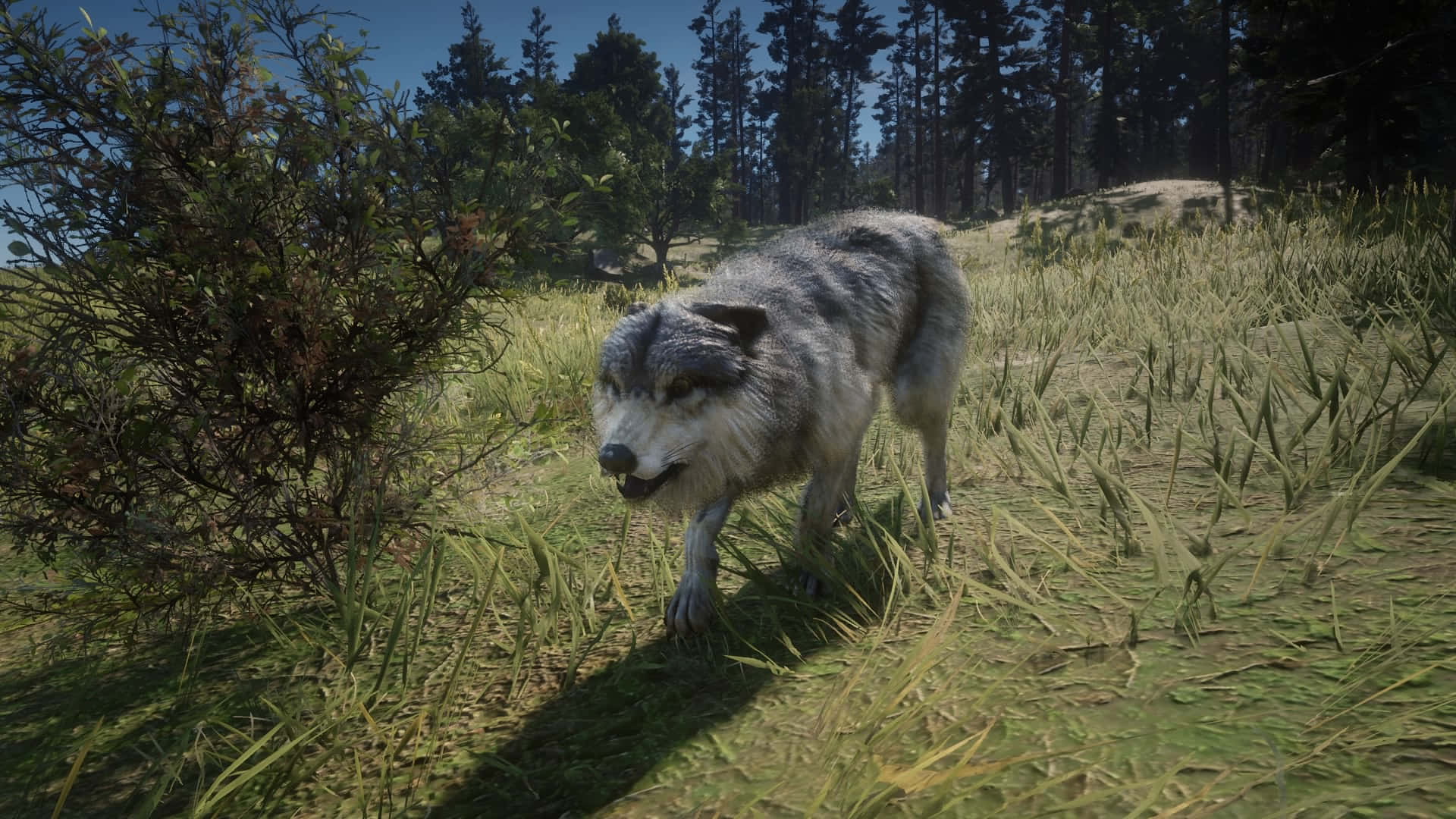 Wolf Attack 桌布 壁紙 — 一隻灰狼在陽光明媚的森林空地上，穿過高高的草叢，背景有松樹。