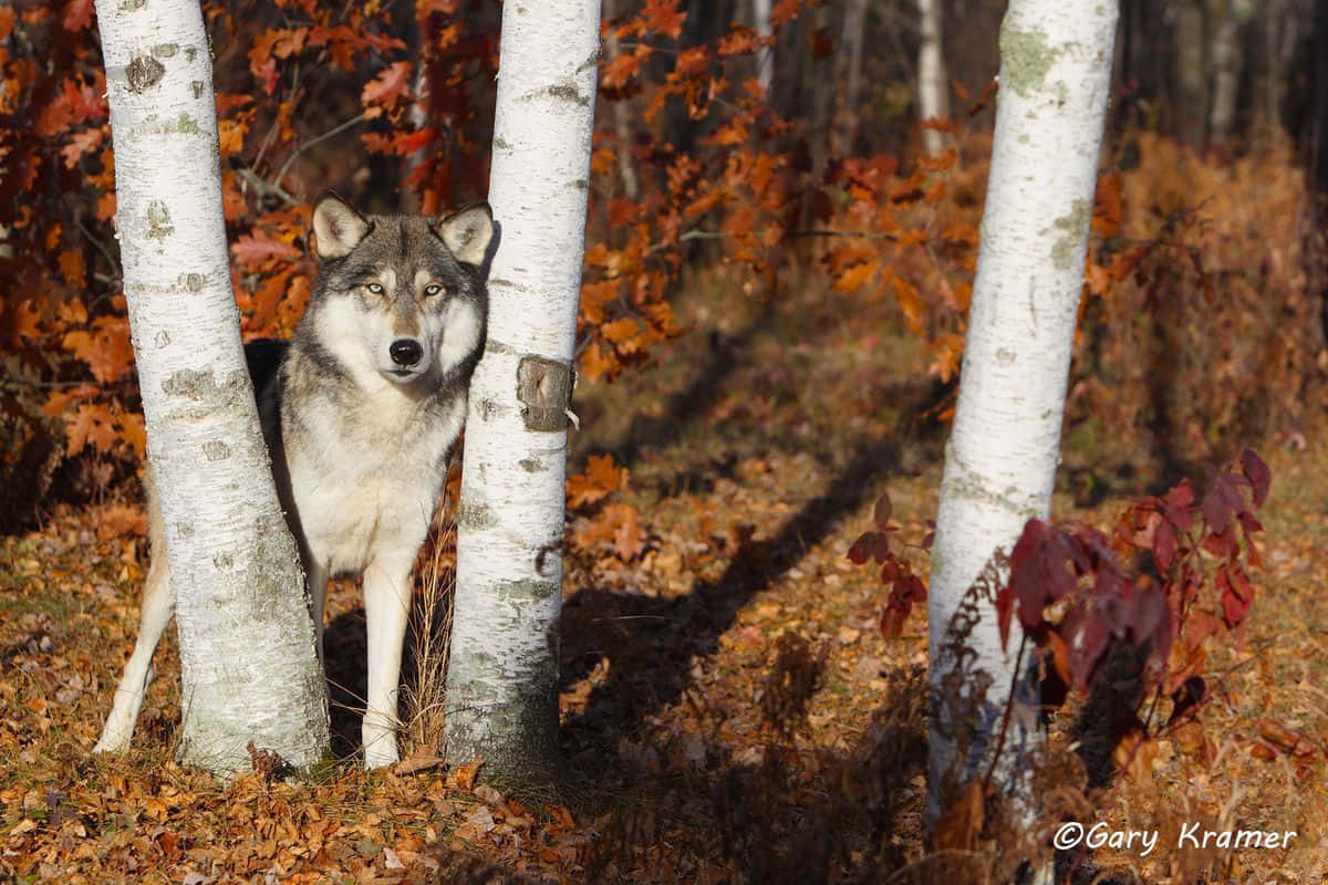 Beautiful Wolf 桌布 壁紙 — 一隻灰狼在陽光明媚的秋日森林中，金色樹葉間的白樺樹之間警覺地站立。
