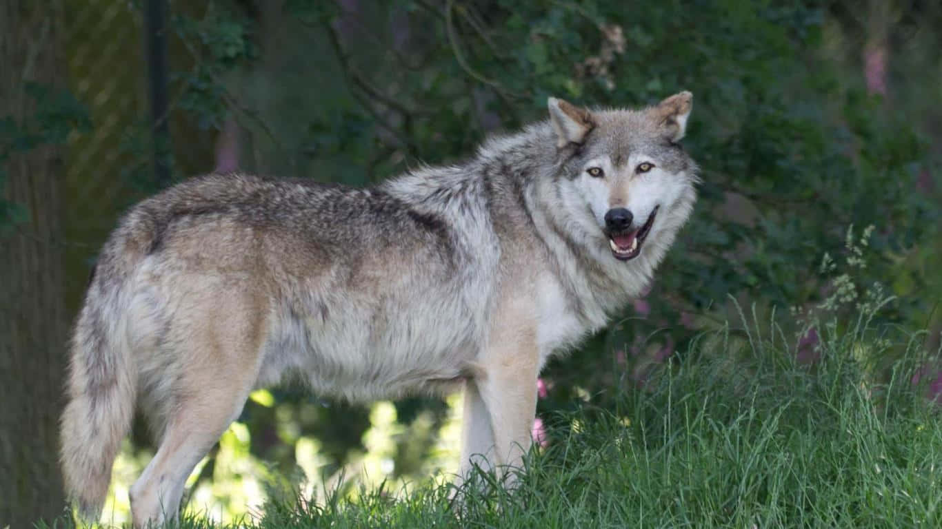 Timber Wolf 桌布 壁紙 — 一隻灰狼在陽光照耀的草地上警覺地站著，身後有綠色樹葉。