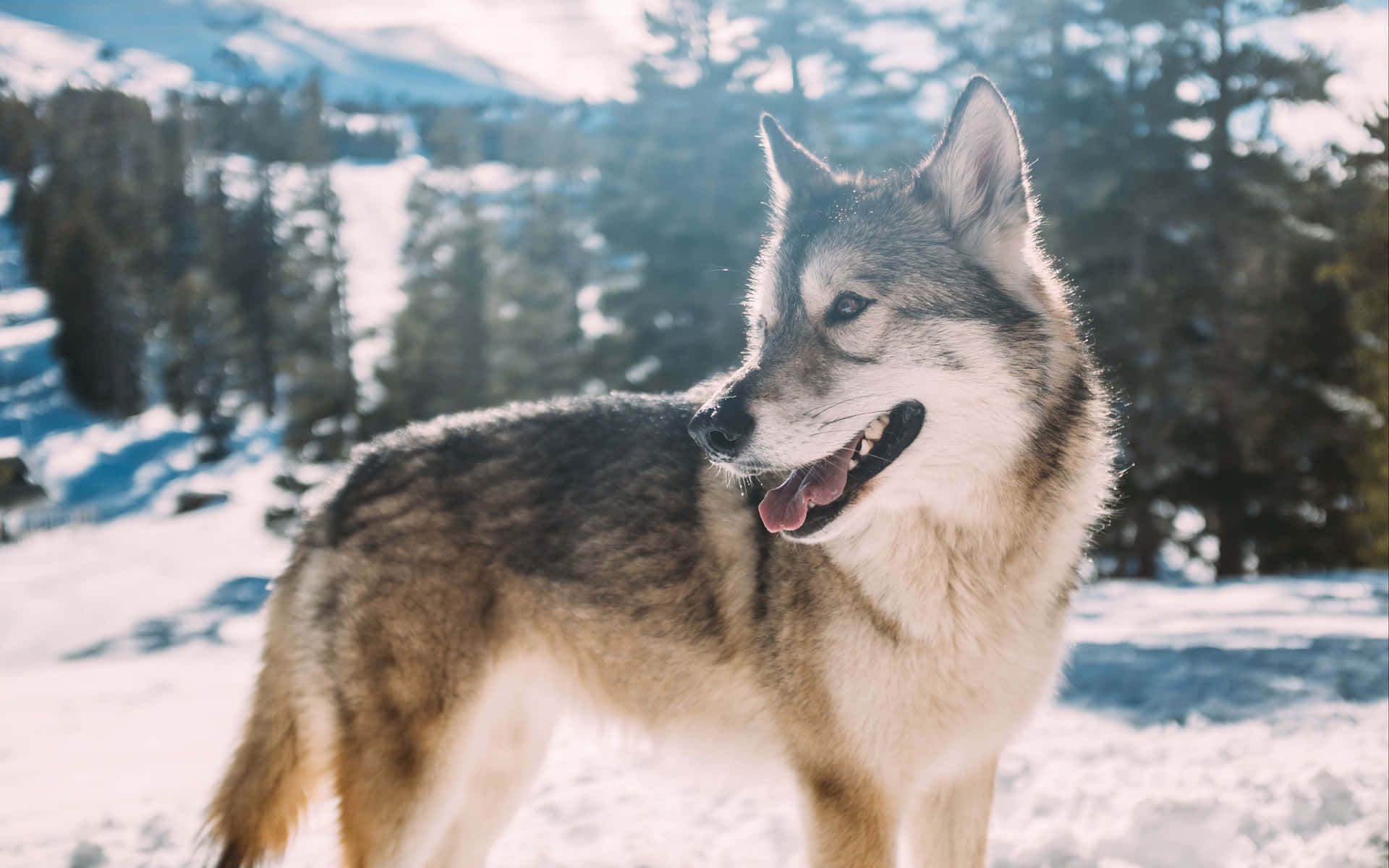 Wolf Pup 桌布 壁紙 — 一隻灰狼在雪地森林中警覺地站立，背景是陽光普照的山脈。