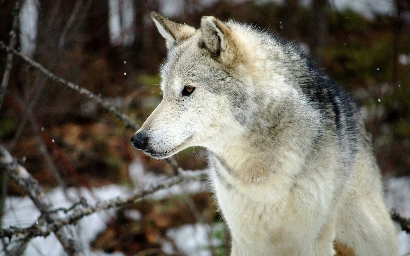 Gray Wolf 桌布 壁紙 — 一隻灰狼在雪地森林中警覺地站立，周圍是光禿的樹枝和飄落的雪花。
