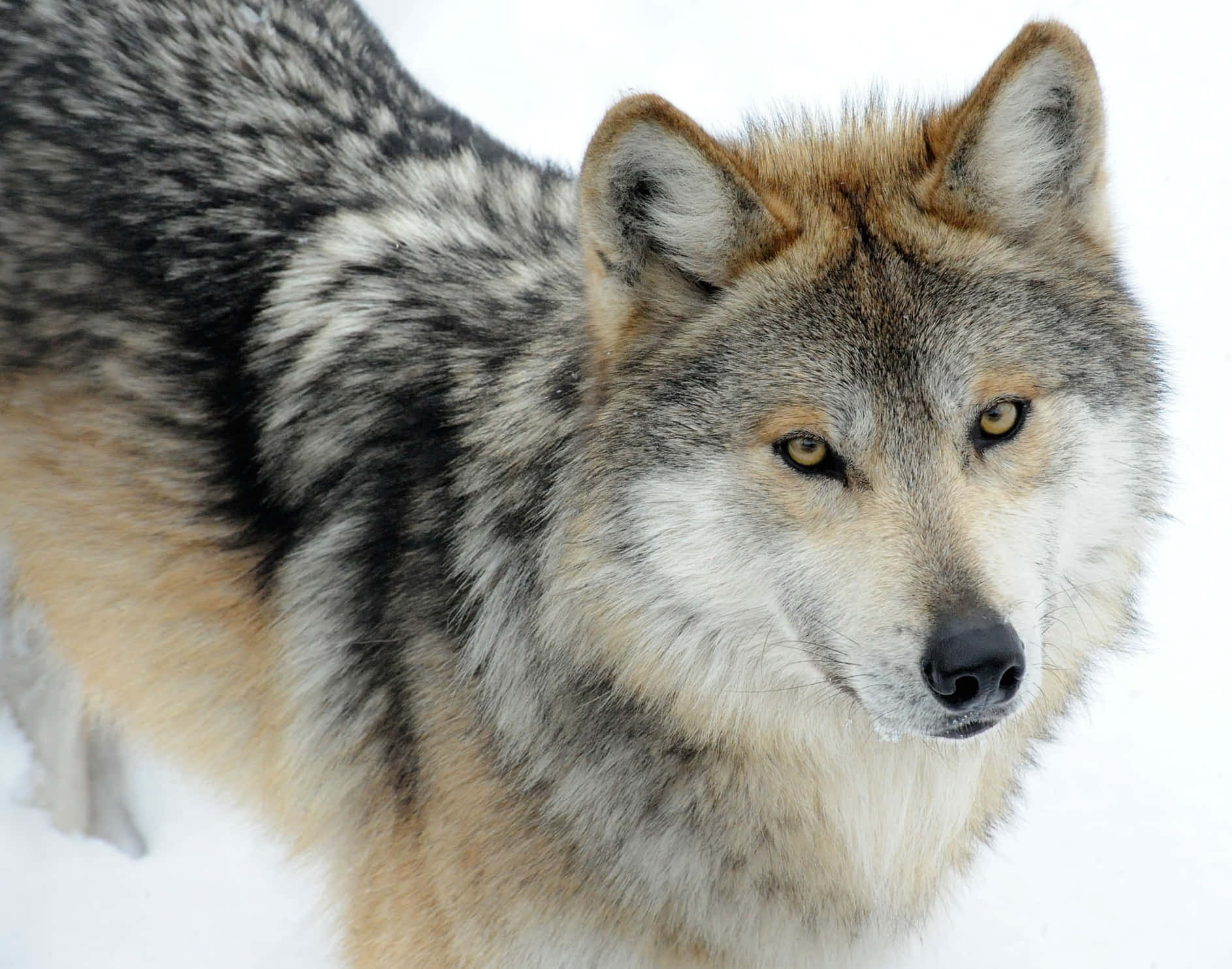 Mexican Wolf 桌布 壁紙 — 一隻灰狼在雪白的冬季風景中警覺地站立，特寫其銳利的黃色眼睛。