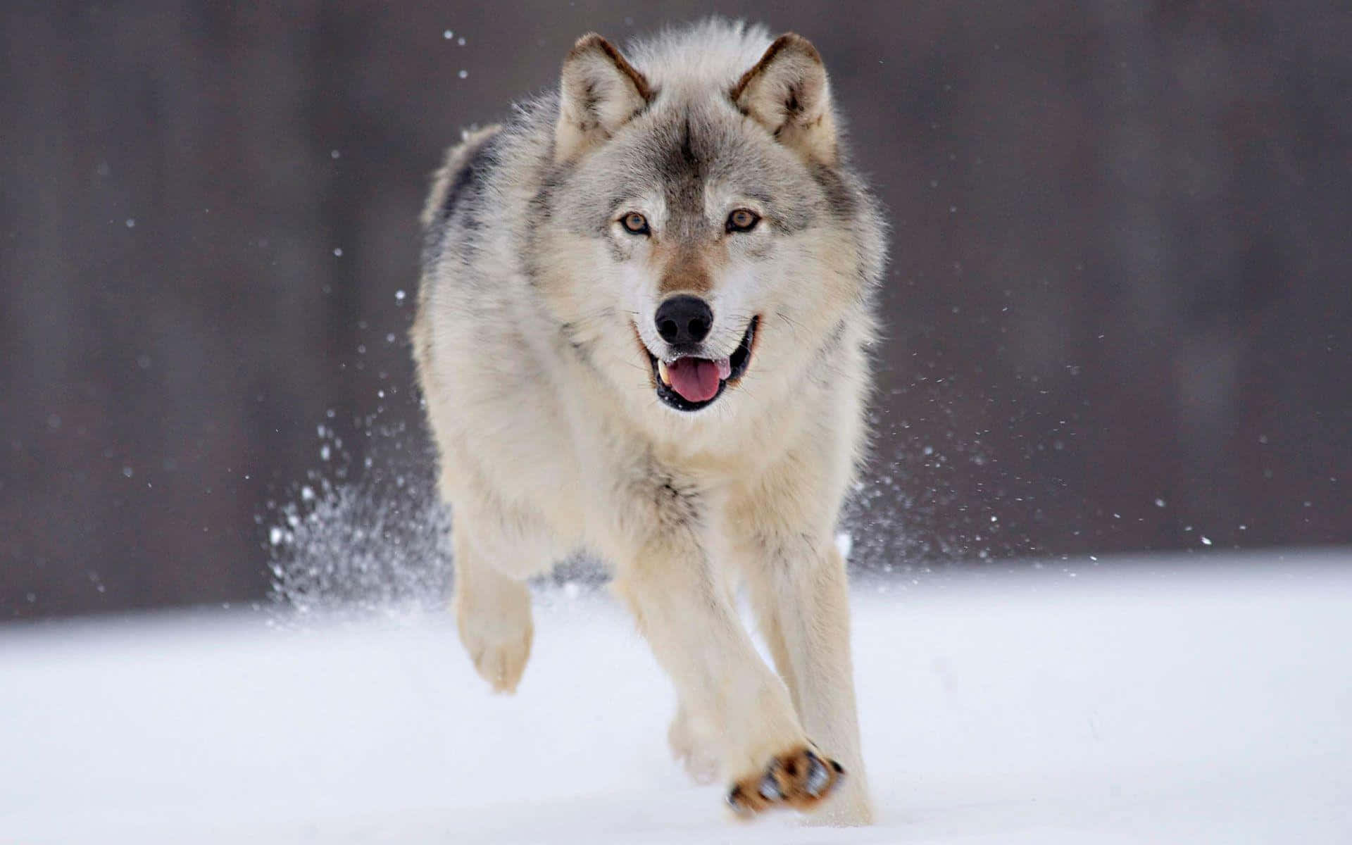 Gray Wolf 桌布 壁紙 — 一隻灰狼在飄雪中充滿歡樂能量地奔跑，背景是模糊的冬季森林。