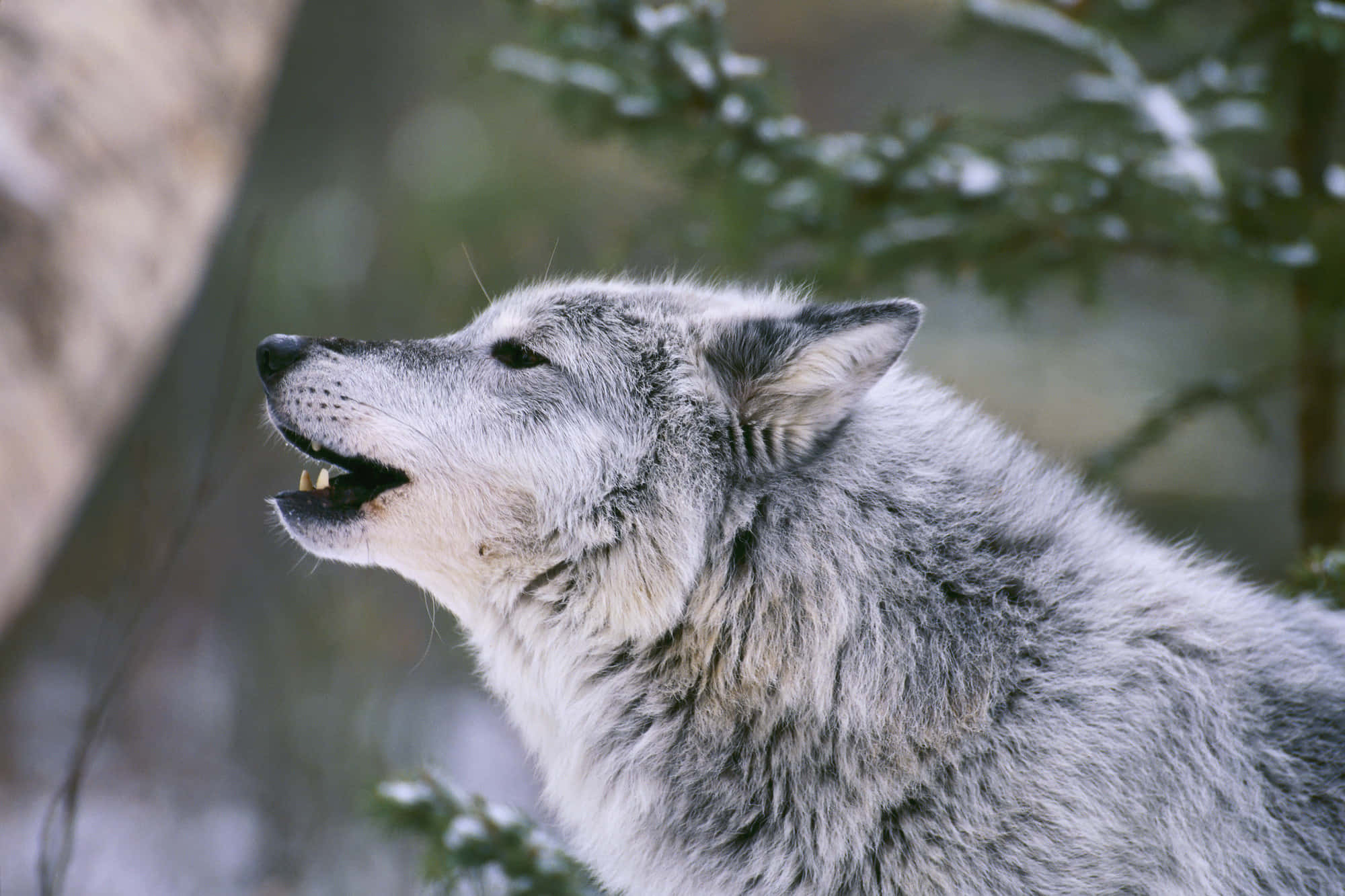 Howling Wolf 桌布 壁紙 — 一隻灰狼對著白雪覆蓋的森林背景向上嚎叫，松樹枝上灑滿了白色。