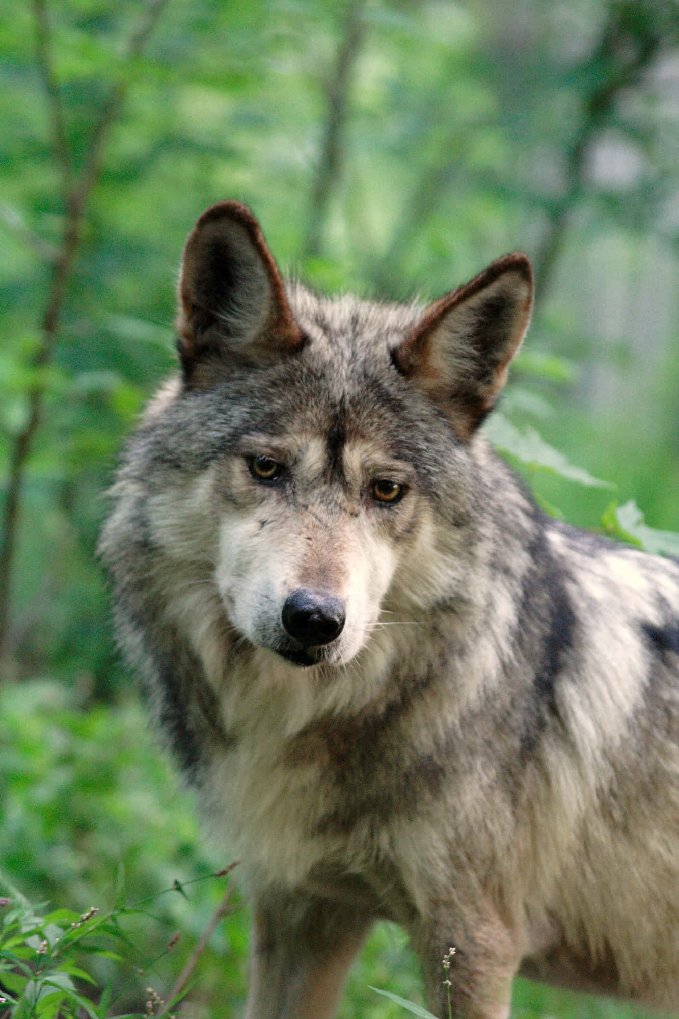 Mexican Wolf 桌布 壁紙 — 一隻灰狼帶著銳利的琥珀色眼睛，警覺地站在茂密的綠色森林中，毛髮細節豐富、質感分明，襯托著柔和模糊的樹葉背景。