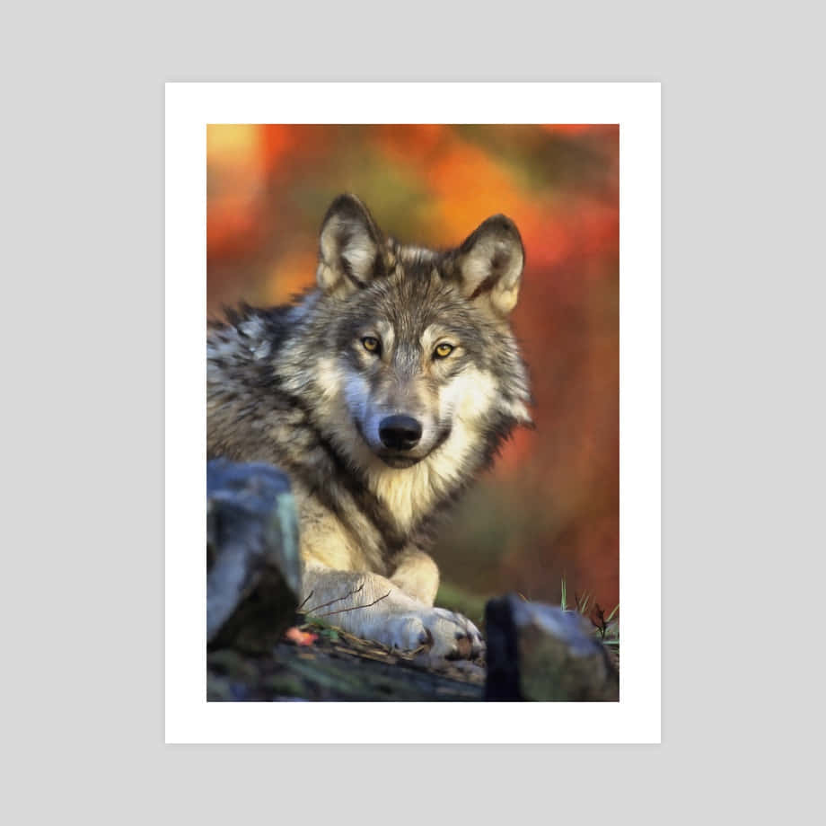 Wolf In Autumn 桌布 壁紙 — 一隻灰狼用銳利的黃色眼睛警覺地棲息在岩石上，背景是充滿活力的秋日模糊。