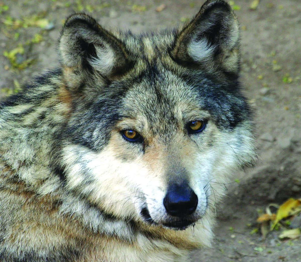 Mexican Wolf 桌布 壁紙 — 一隻灰狼的特寫，擁有銳利的琥珀色眼睛和專注的目光，背景是模糊的大地色。