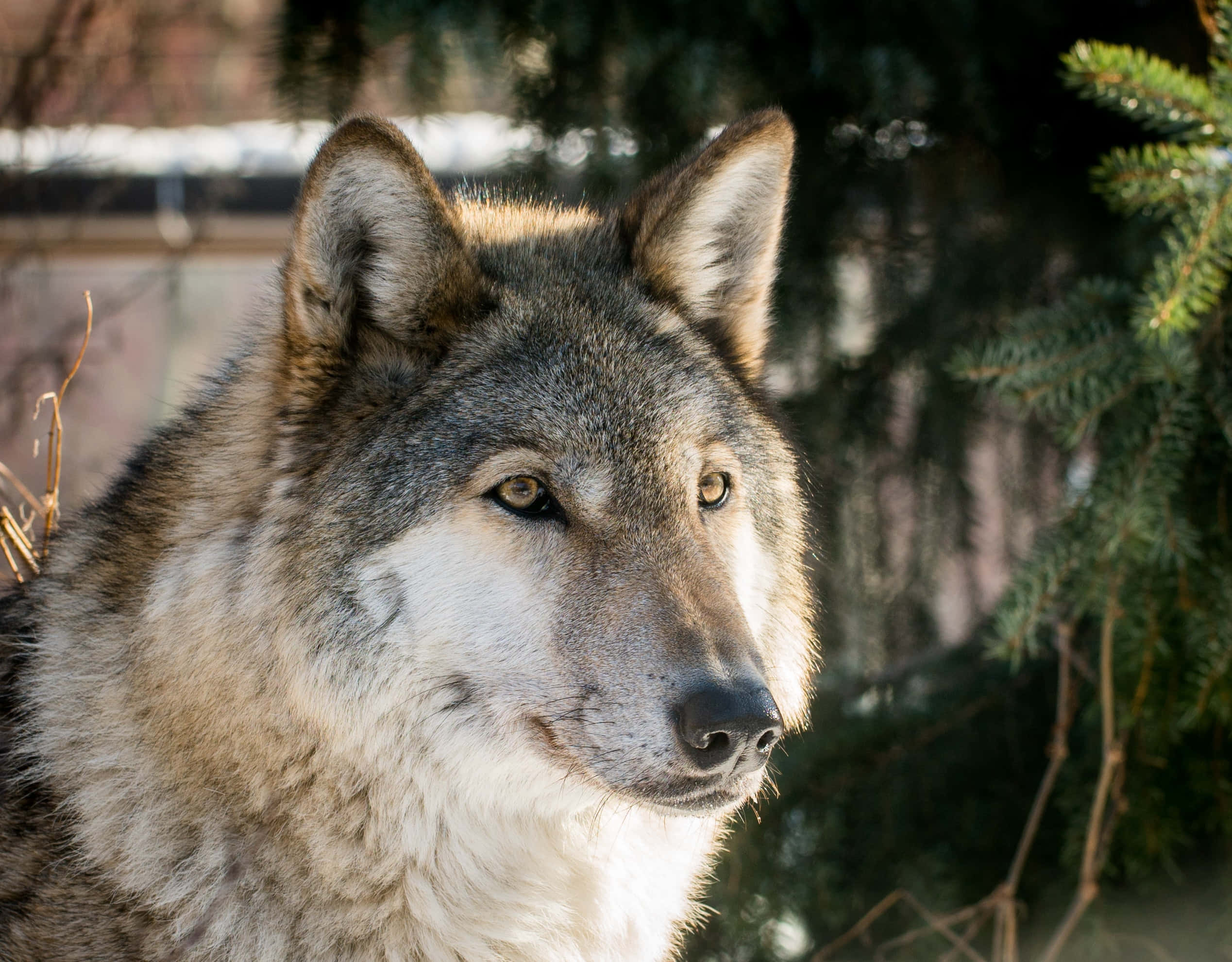 Beautiful Wolf 桌布 壁紙 — 一隻灰狼的特寫，擁有銳利的琥珀色眼睛，在模糊的森林背景下凝視著。