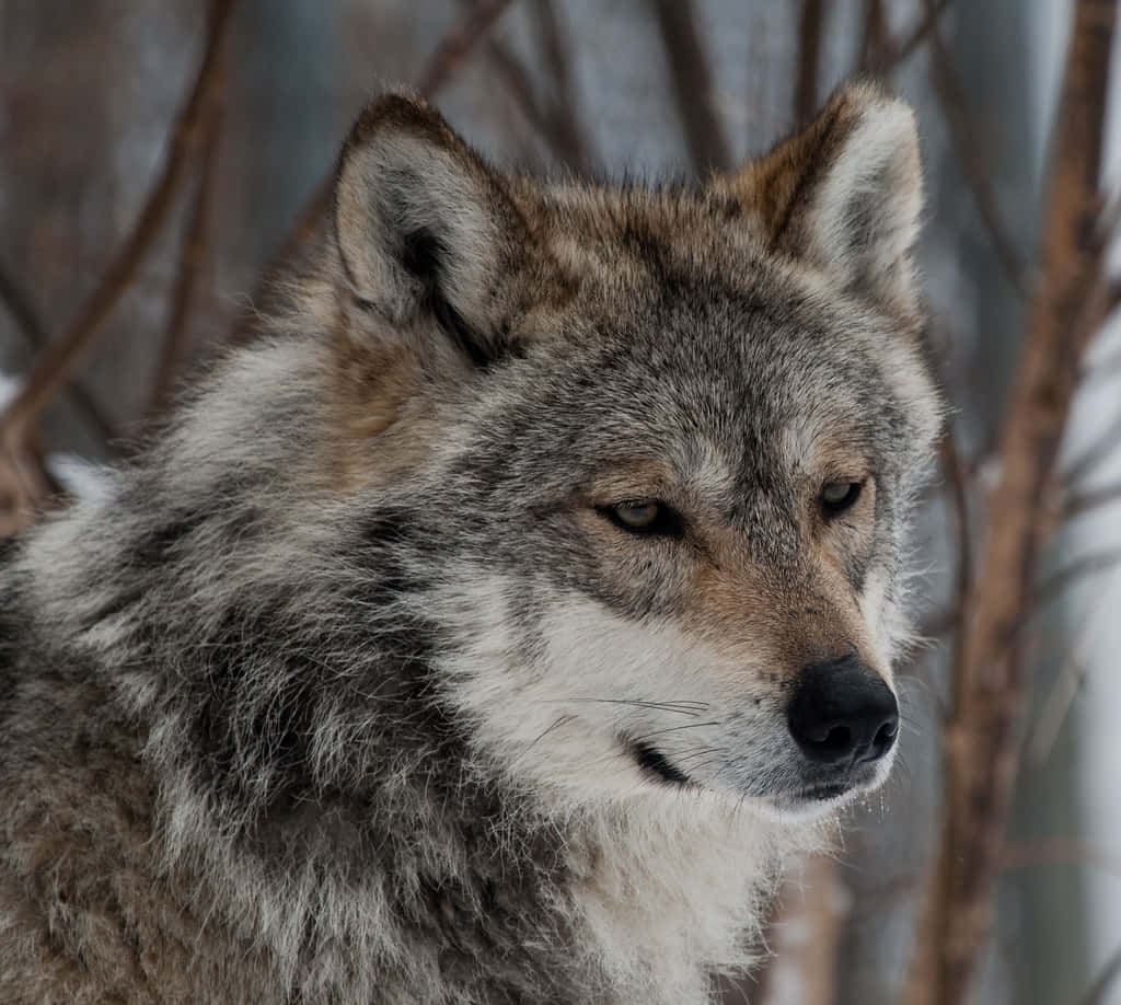 Mexican Wolf 桌布 壁紙 — 一隻灰狼的特寫，擁有銳利的眼睛和厚厚的毛髮，在雪地森林背景下警覺地站立。