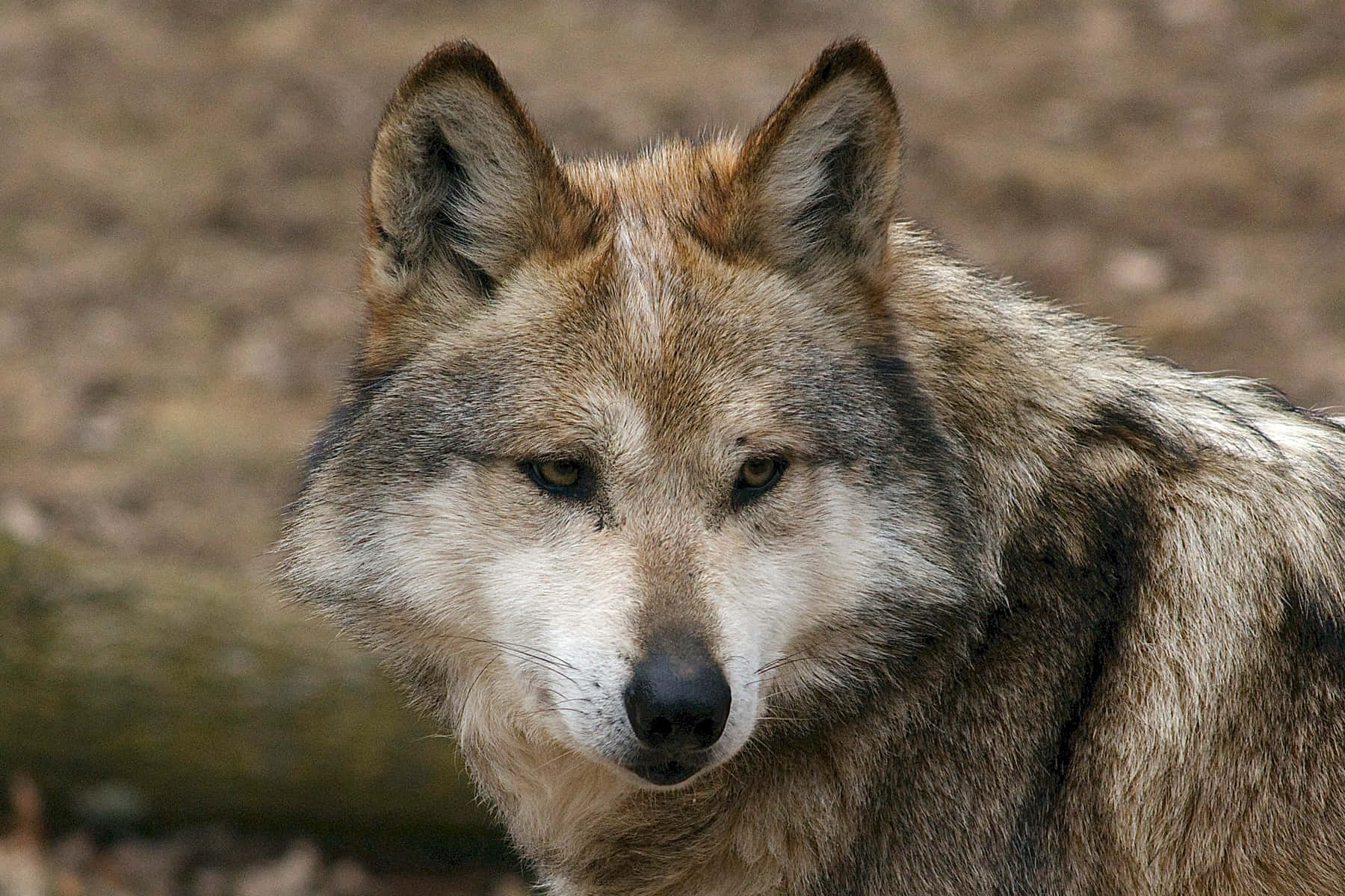 Mexican Wolf 桌布 壁紙 — 一隻灰狼的特寫，擁有銳利的眼睛和濃密的毛髮，在模糊的土色背景下專注地凝視。