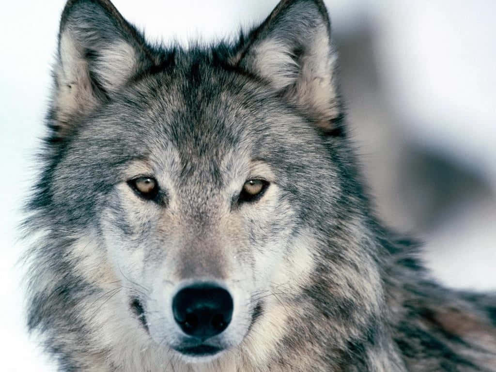 Gray Wolf 桌布 壁紙 — 一隻灰狼的特寫，牠有對銳利的琥珀色眼睛，在雪地背景下專注地凝視。