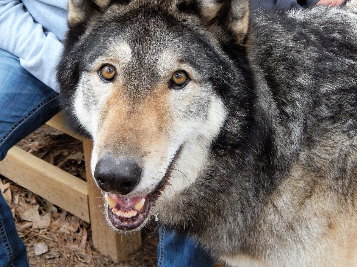 wolfdog 桌布 壁紙 — 一隻灰狼的特寫，琥珀色眼睛，張開嘴，直視鏡頭。